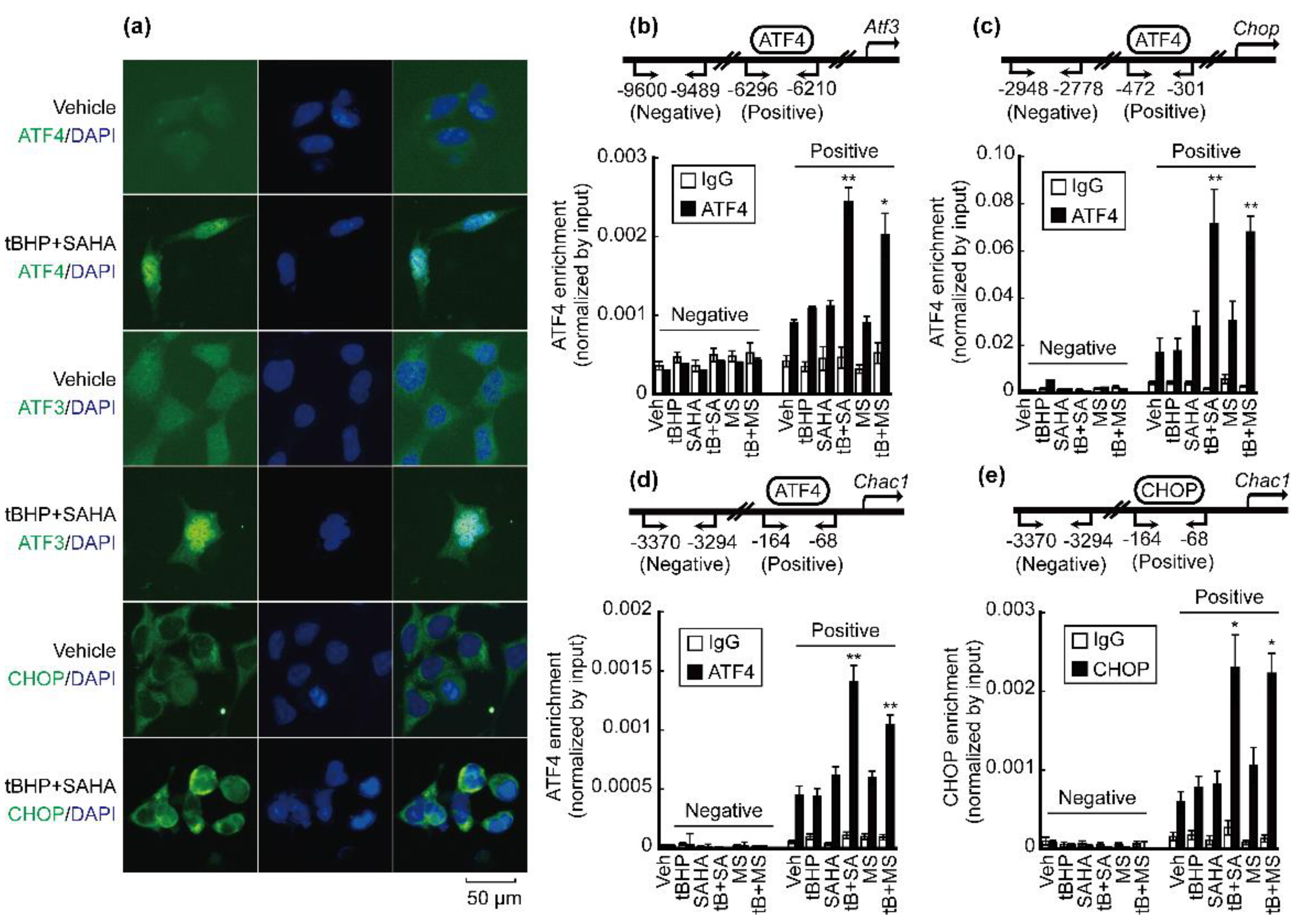Antioxidants 10 01503 g003