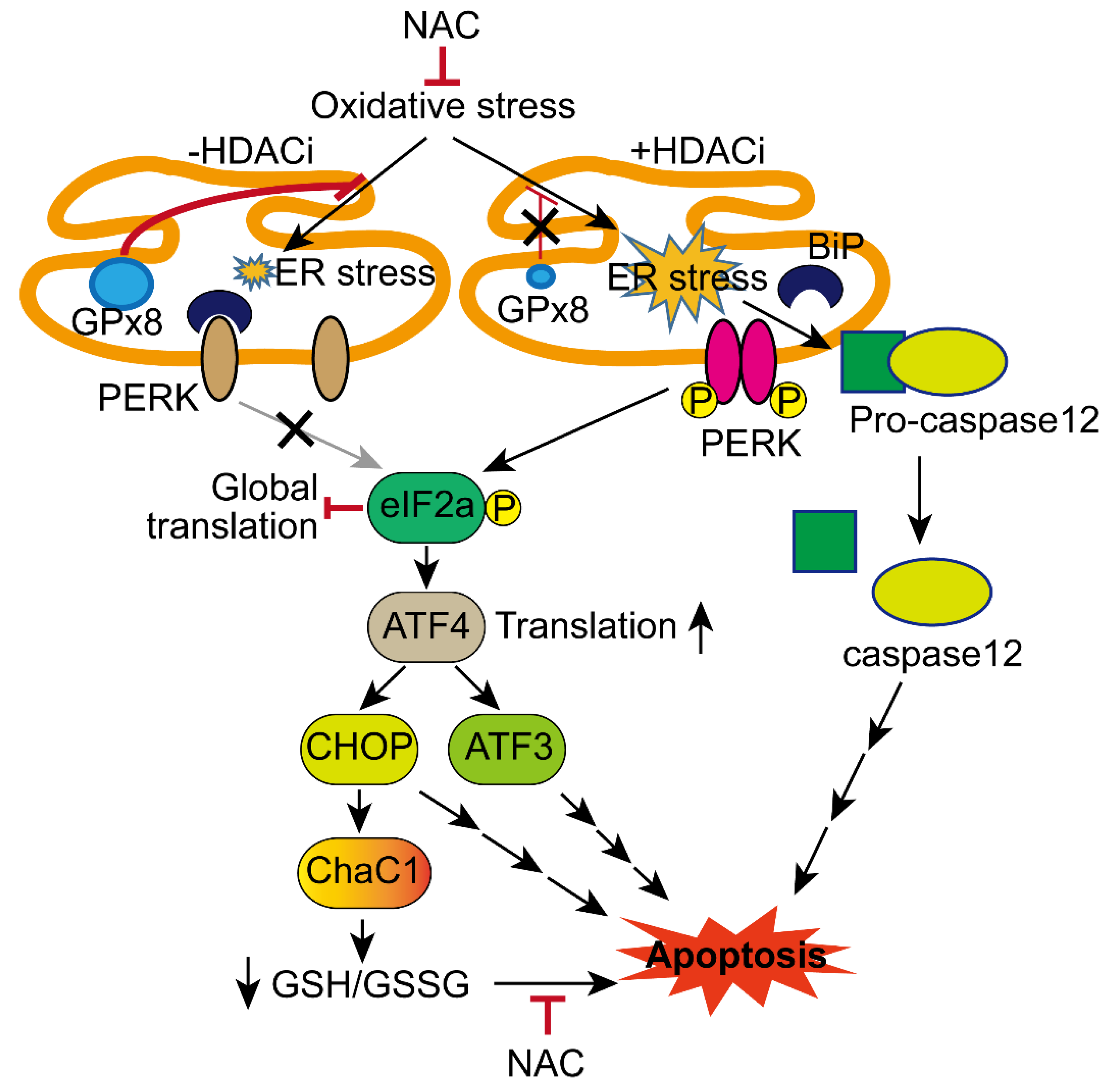 Antioxidants 10 01503 g008