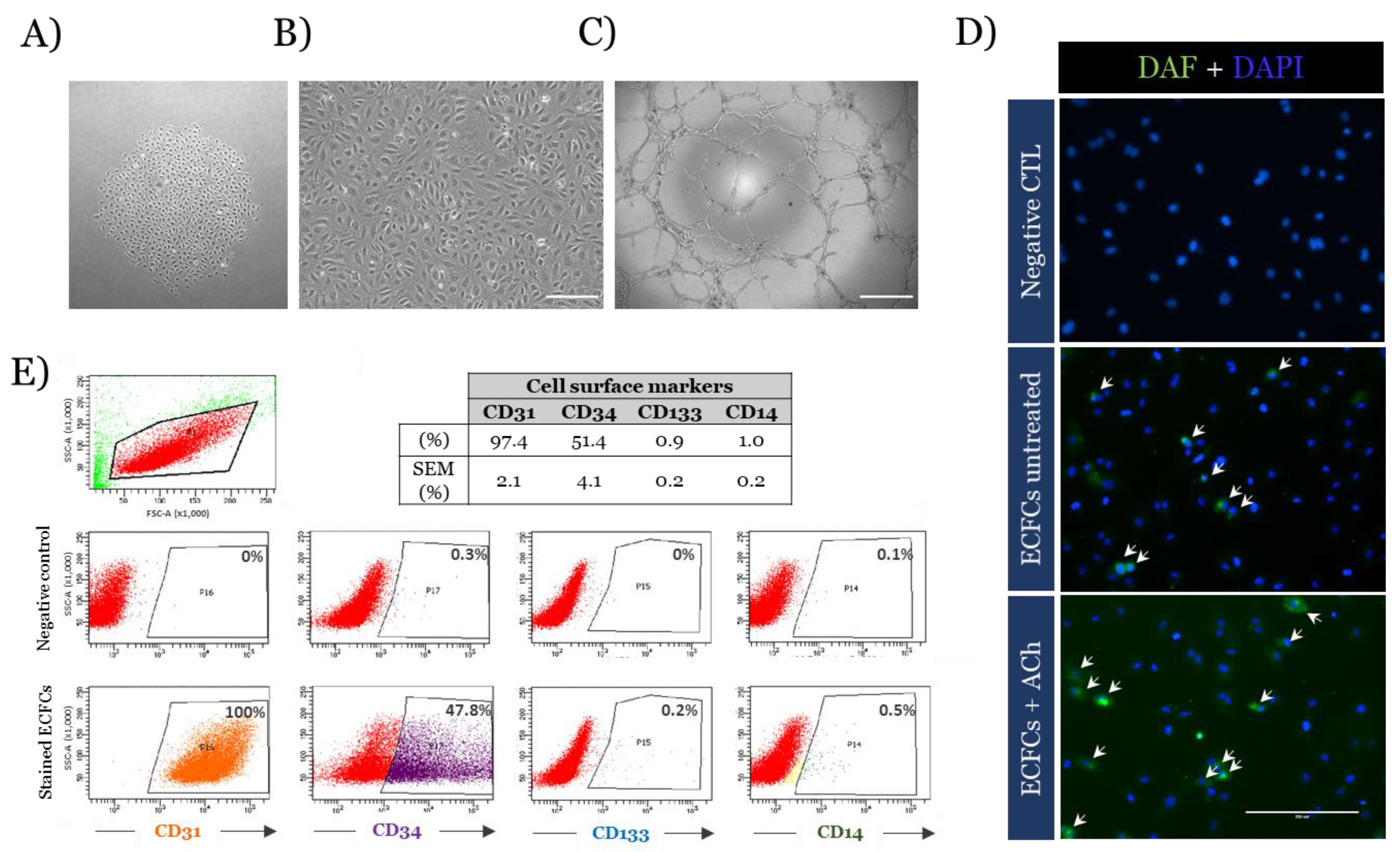 Antioxidants 10 01547 g002