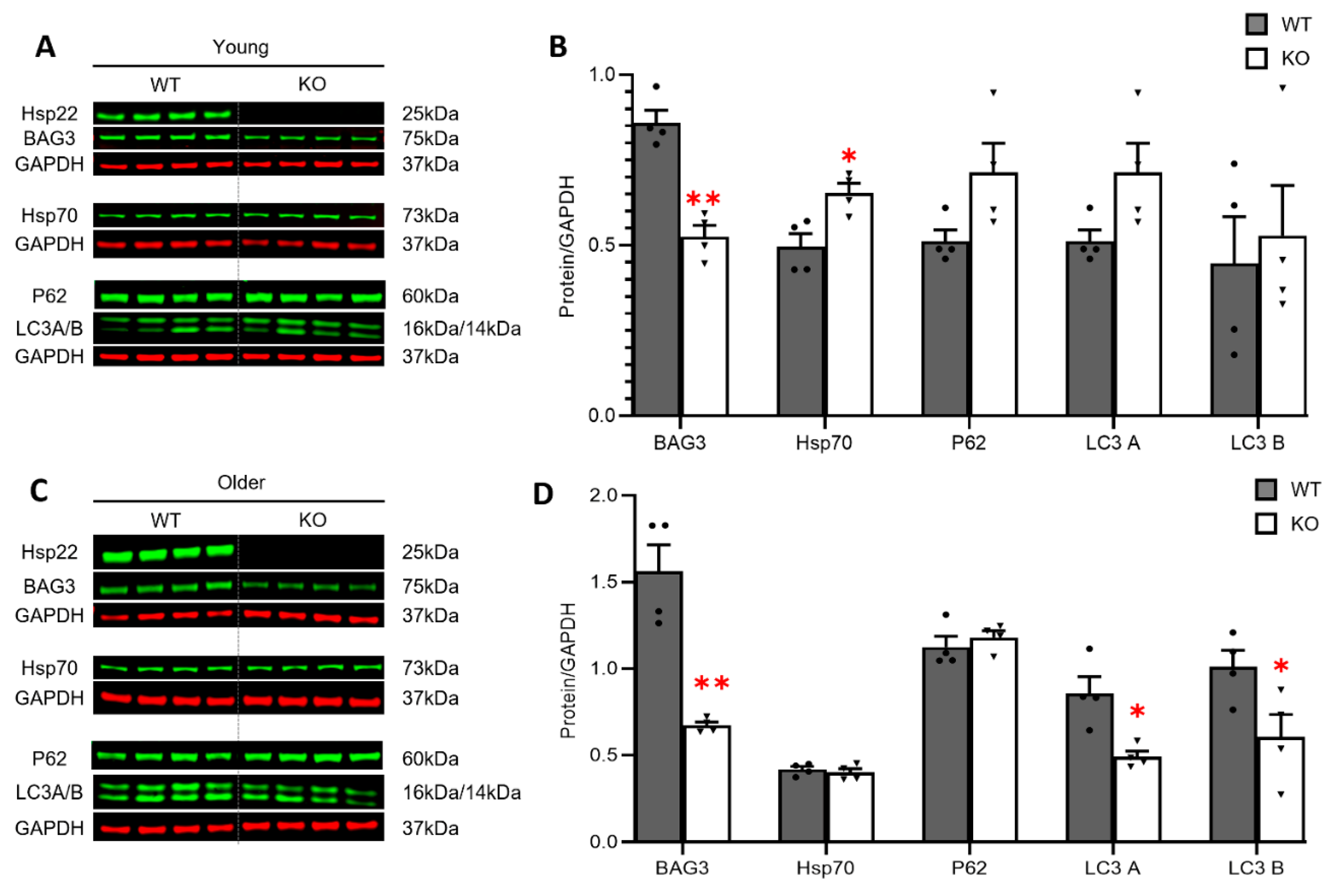 Antioxidants 10 01550 g004 Antioxidants 10 01550 g004