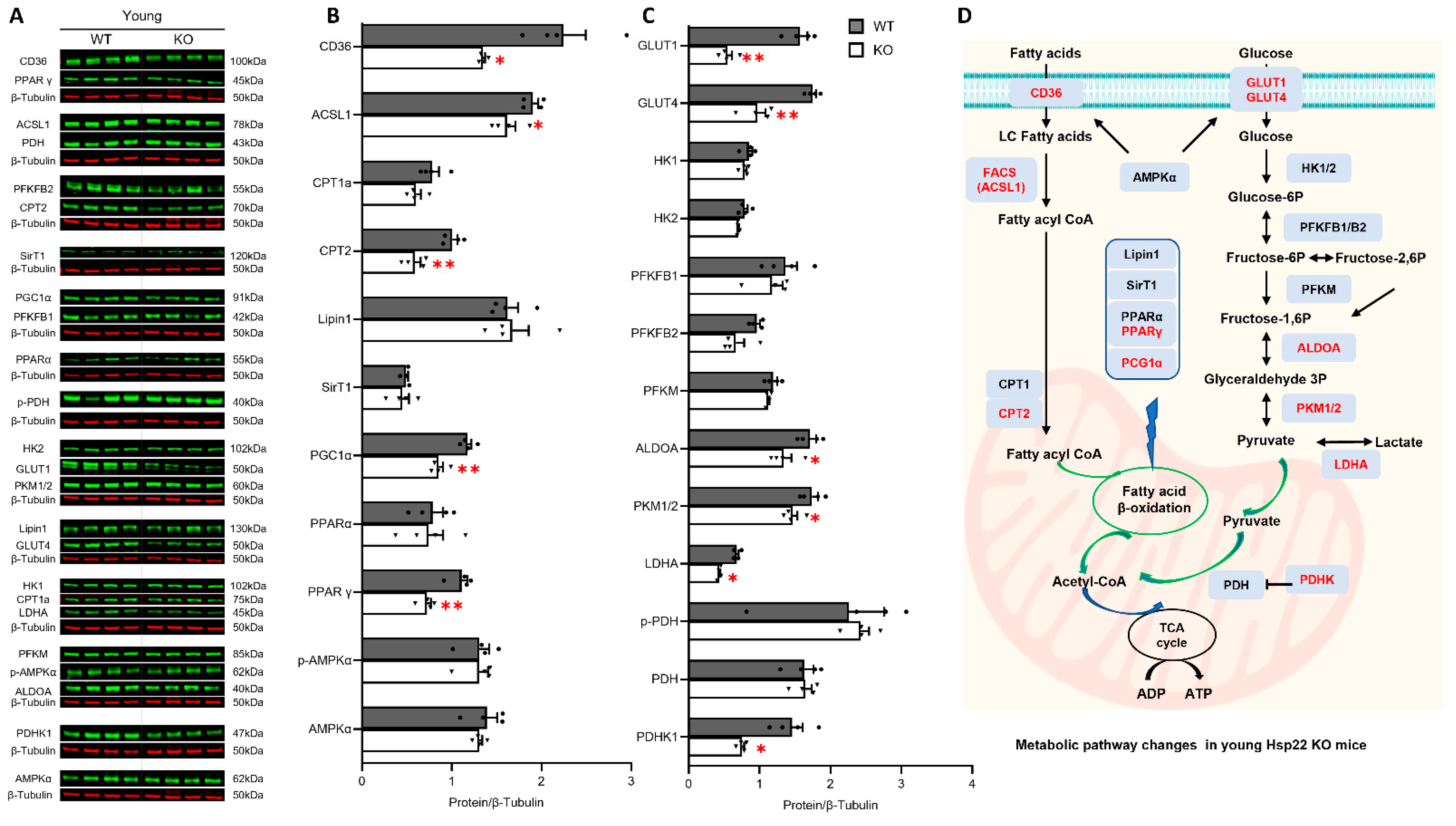 Antioxidants 10 01550 g005 Antioxidants 10 01550 g005