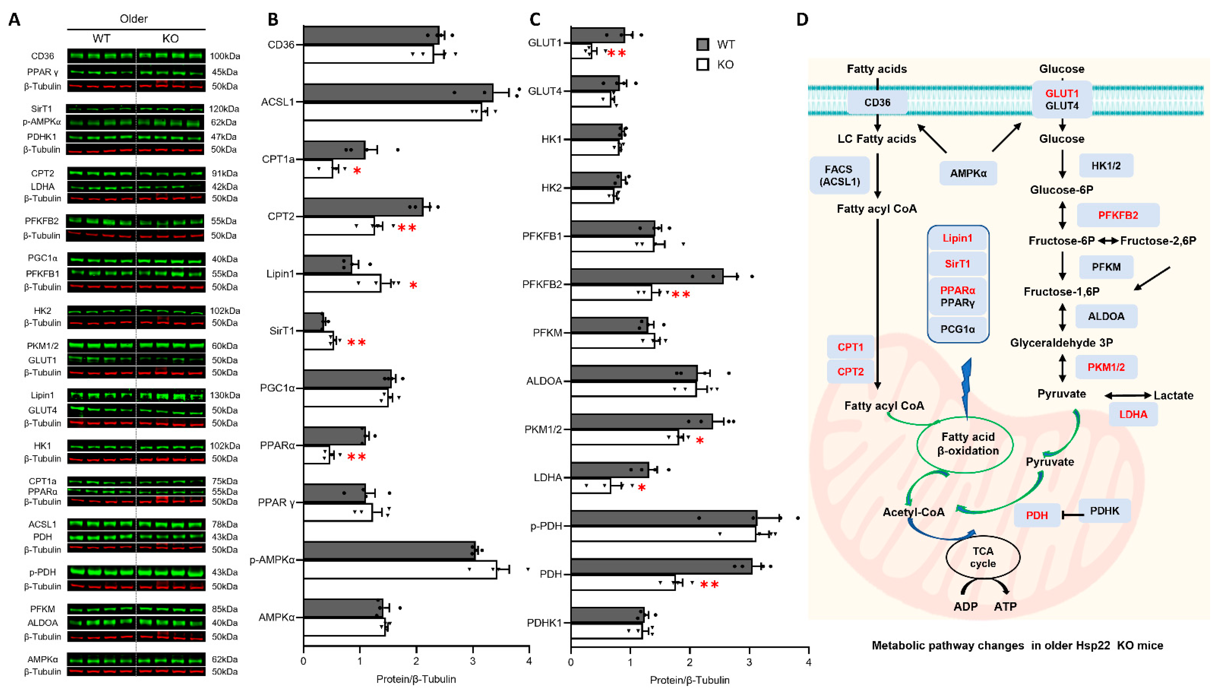 Antioxidants 10 01550 g006 Antioxidants 10 01550 g006
