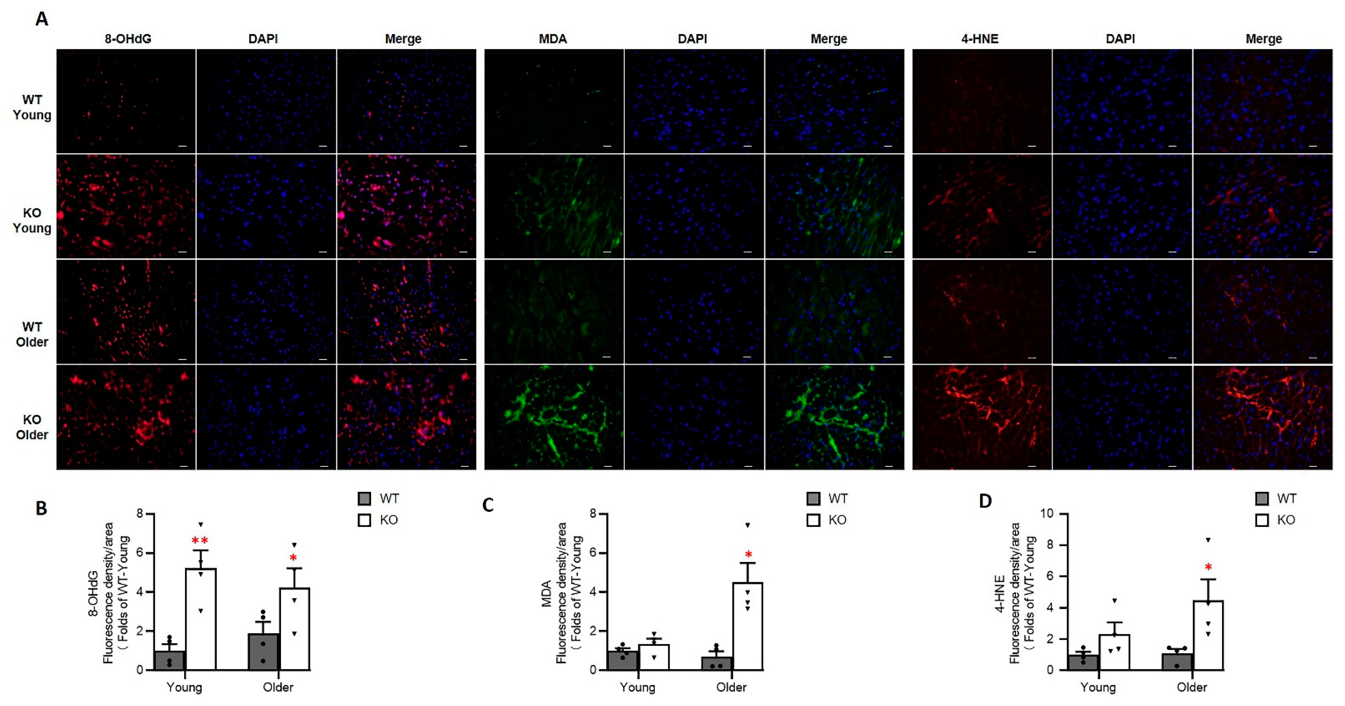 Antioxidants 10 01550 g007 Antioxidants 10 01550 g007