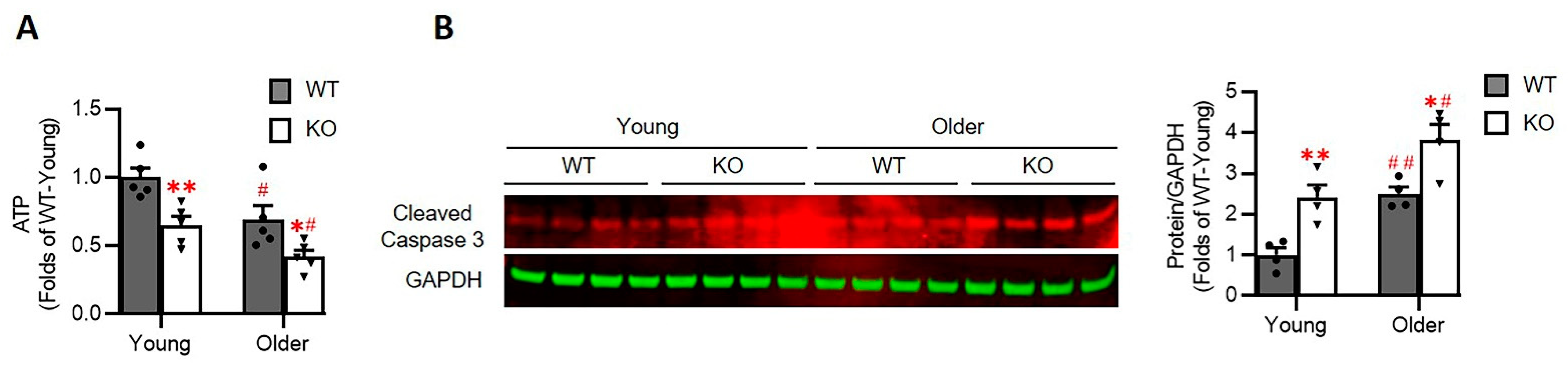 Antioxidants 10 01550 g008 Antioxidants 10 01550 g008