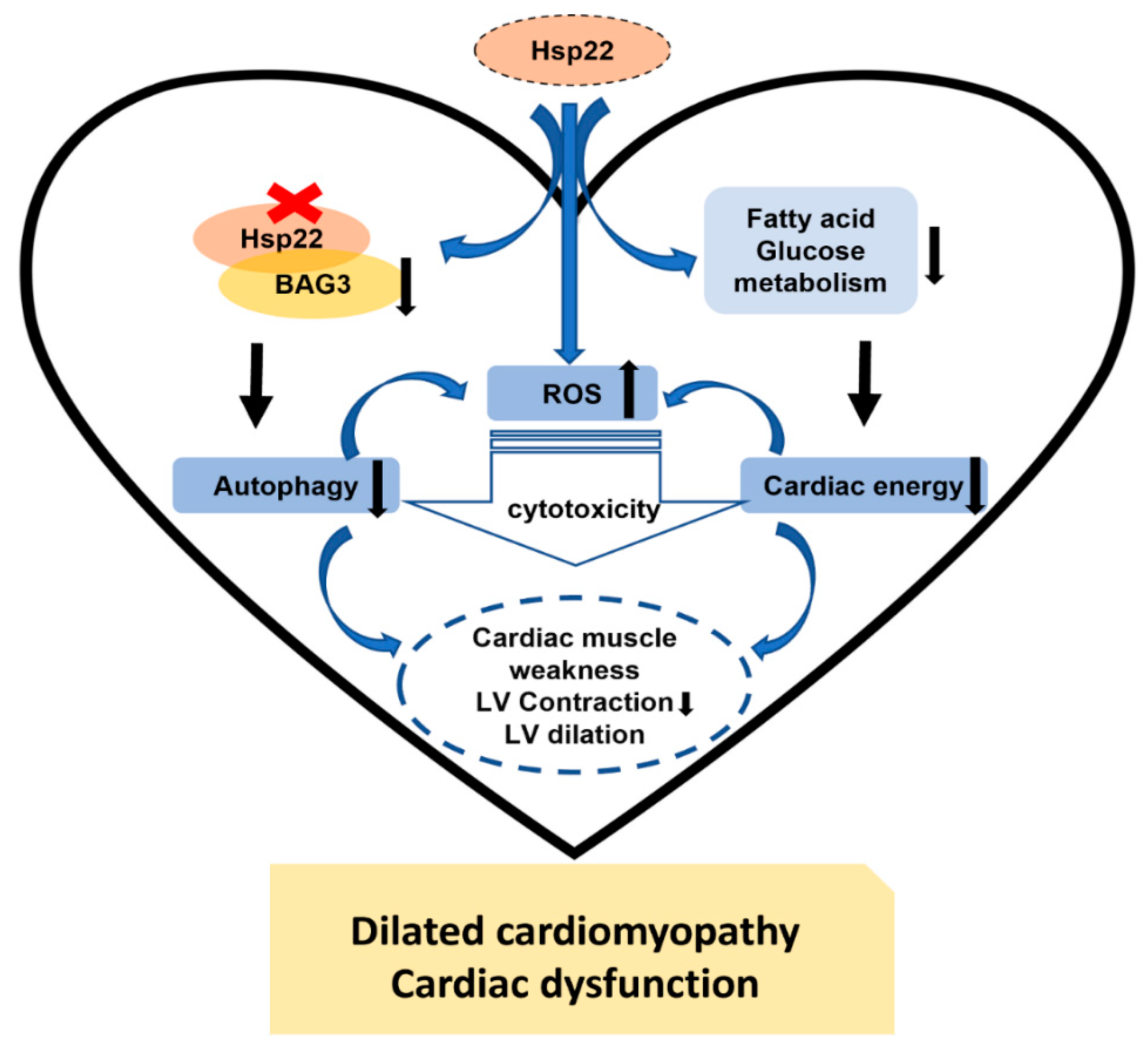 Antioxidants 10 01550 g009 Antioxidants 10 01550 g009