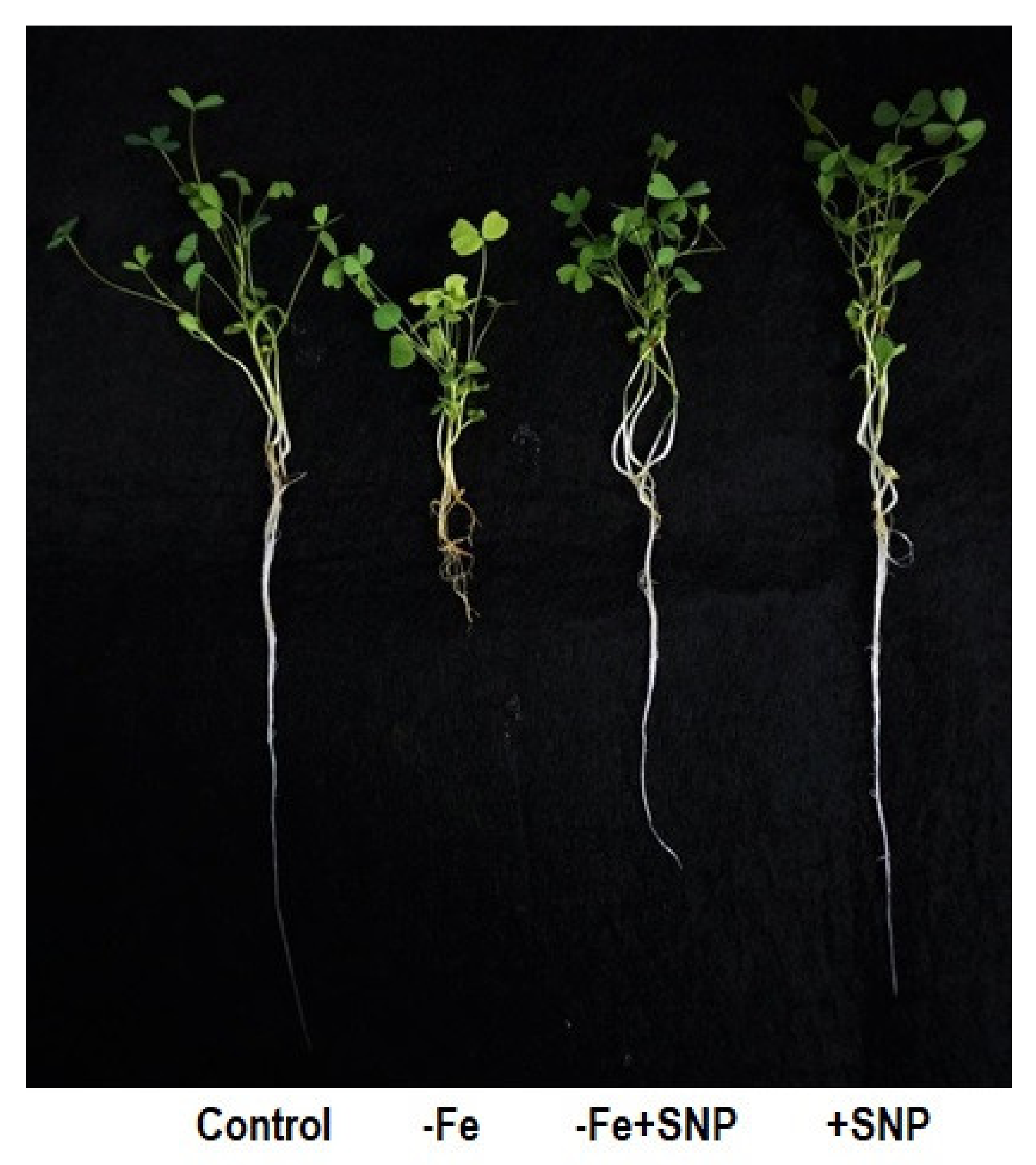 Antioxidants 10 01556 g001