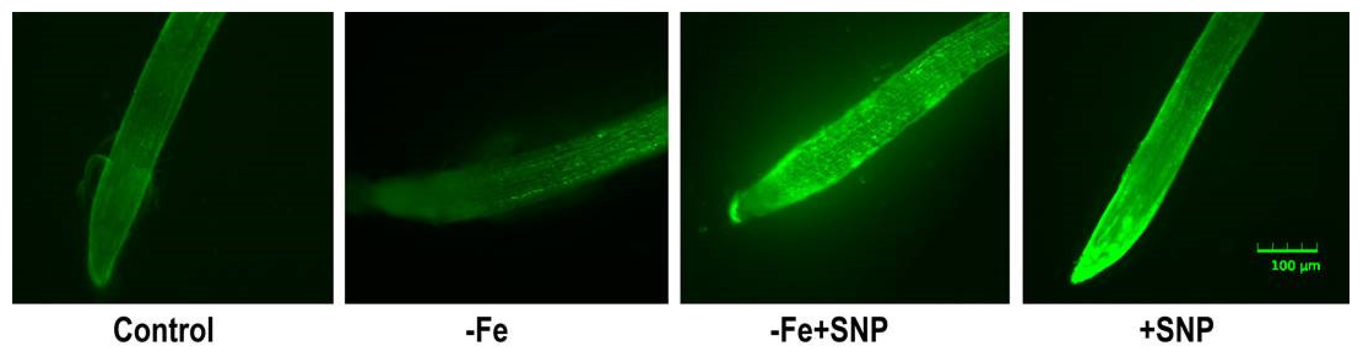 Antioxidants 10 01556 g005