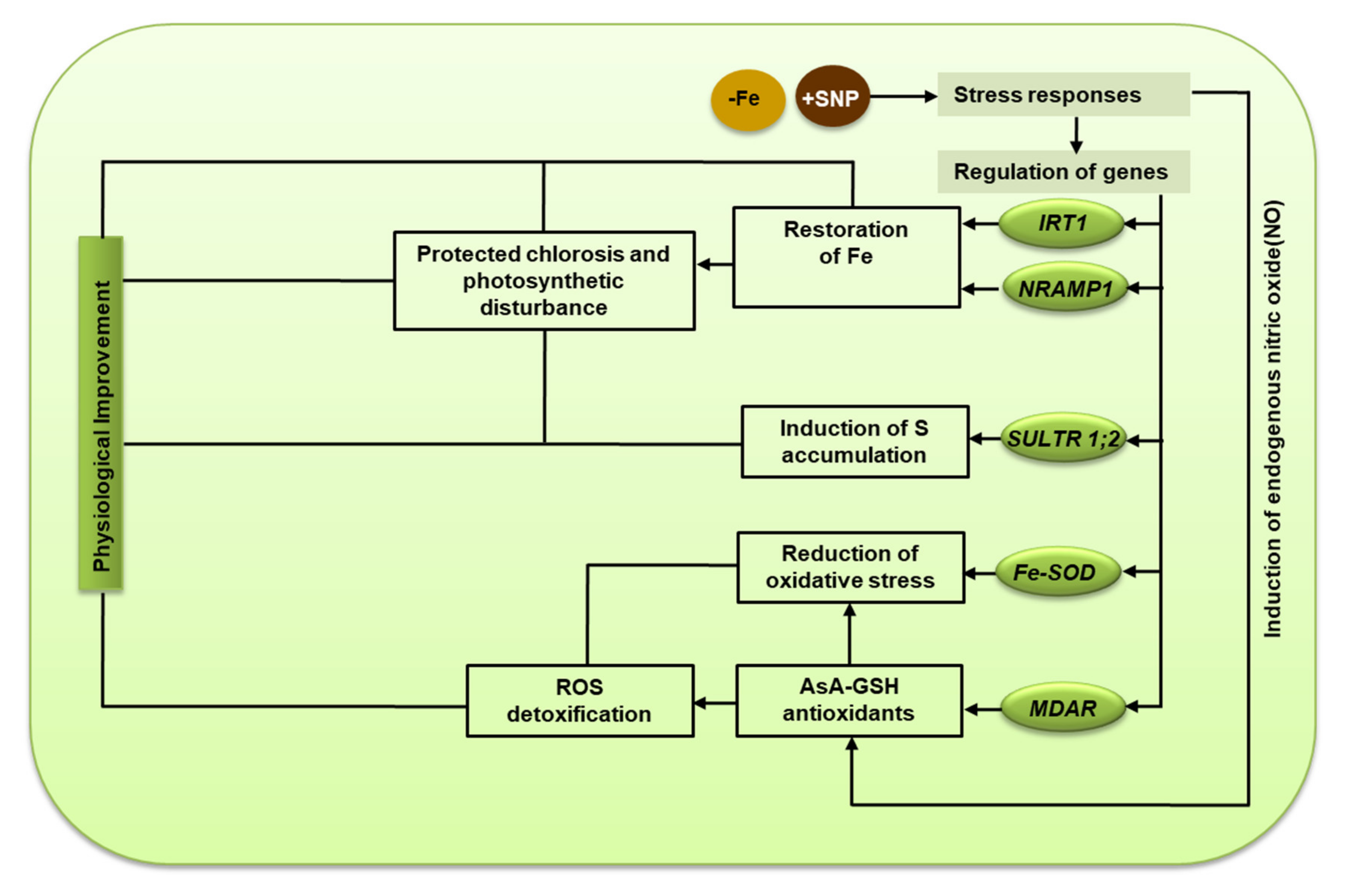 Antioxidants 10 01556 g009