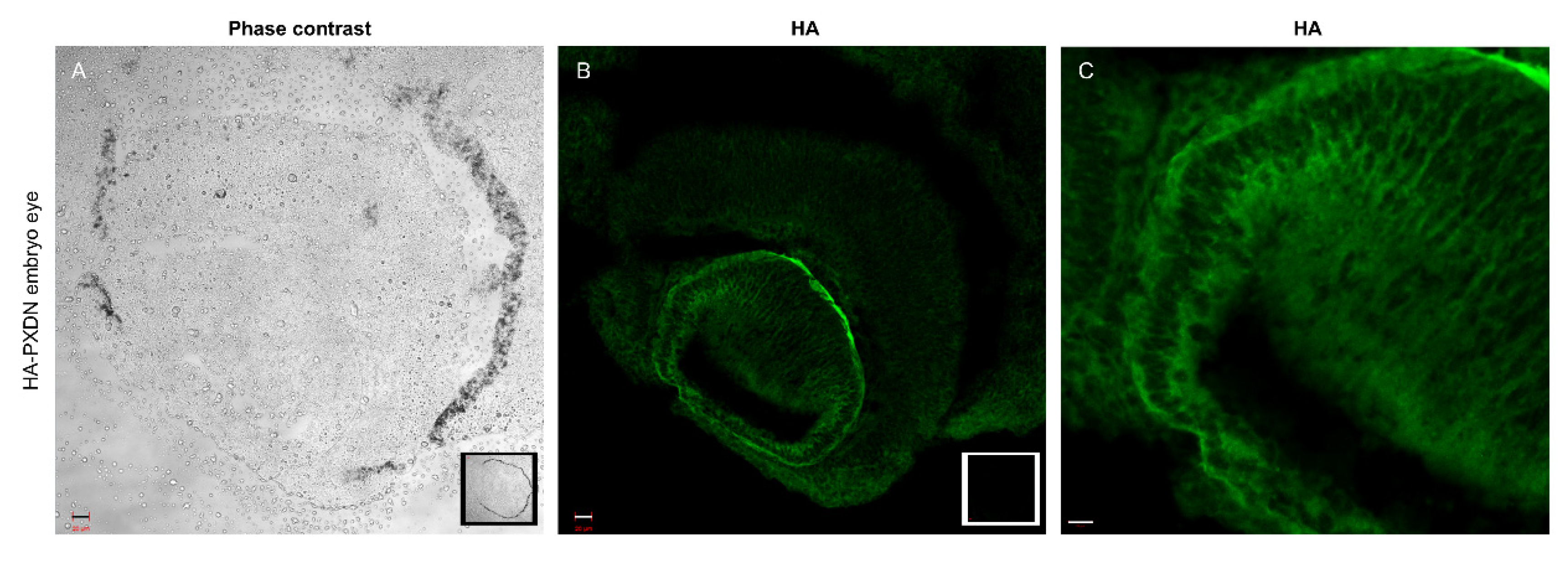 Antioxidants 10 01565 g002