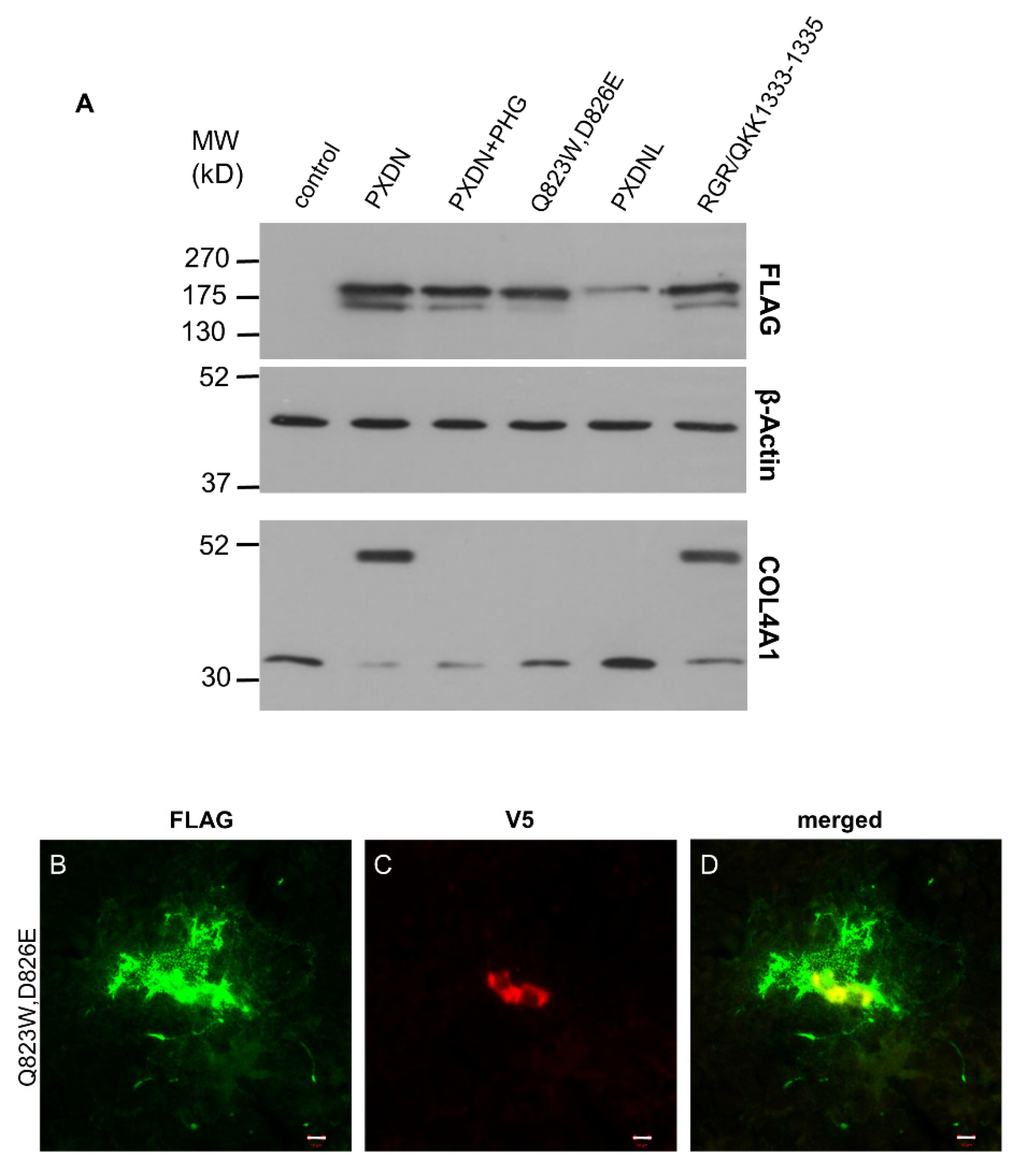 Antioxidants 10 01565 g008