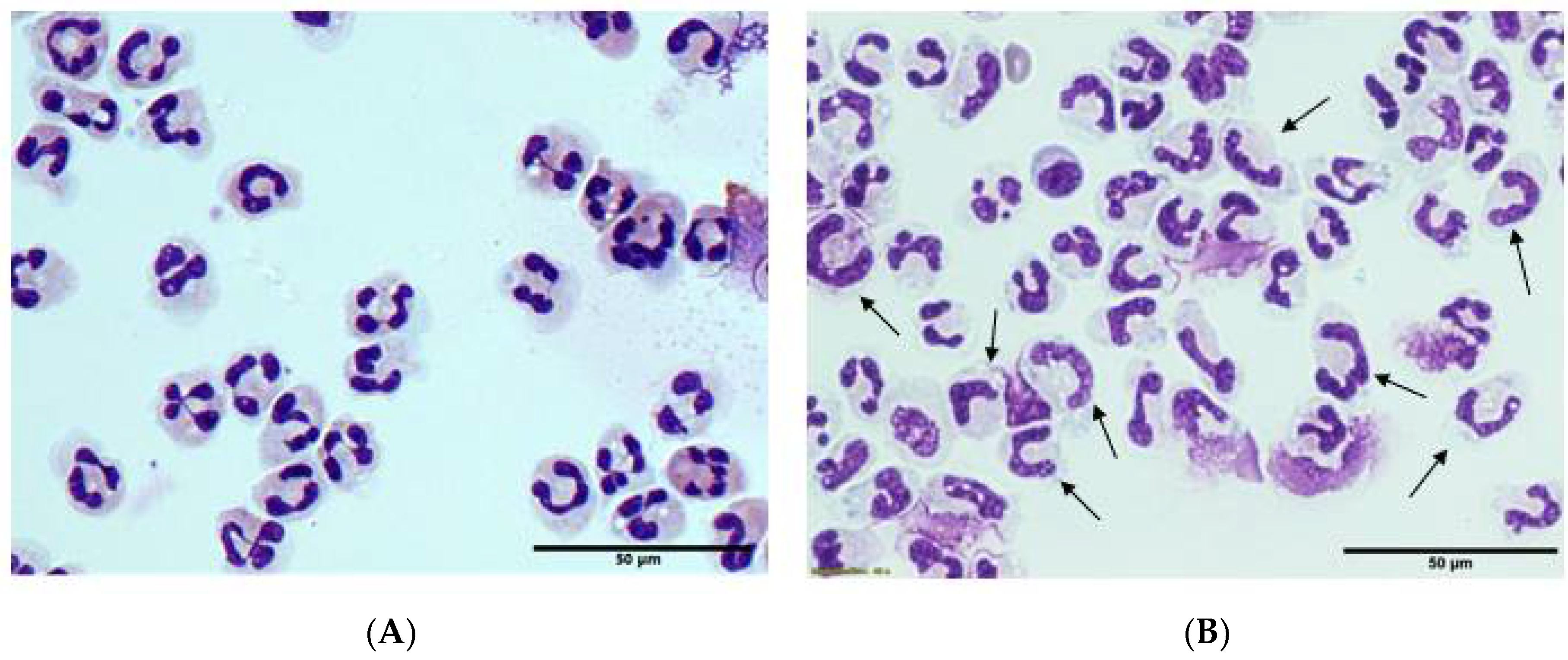 Antioxidants 10 01607 g004