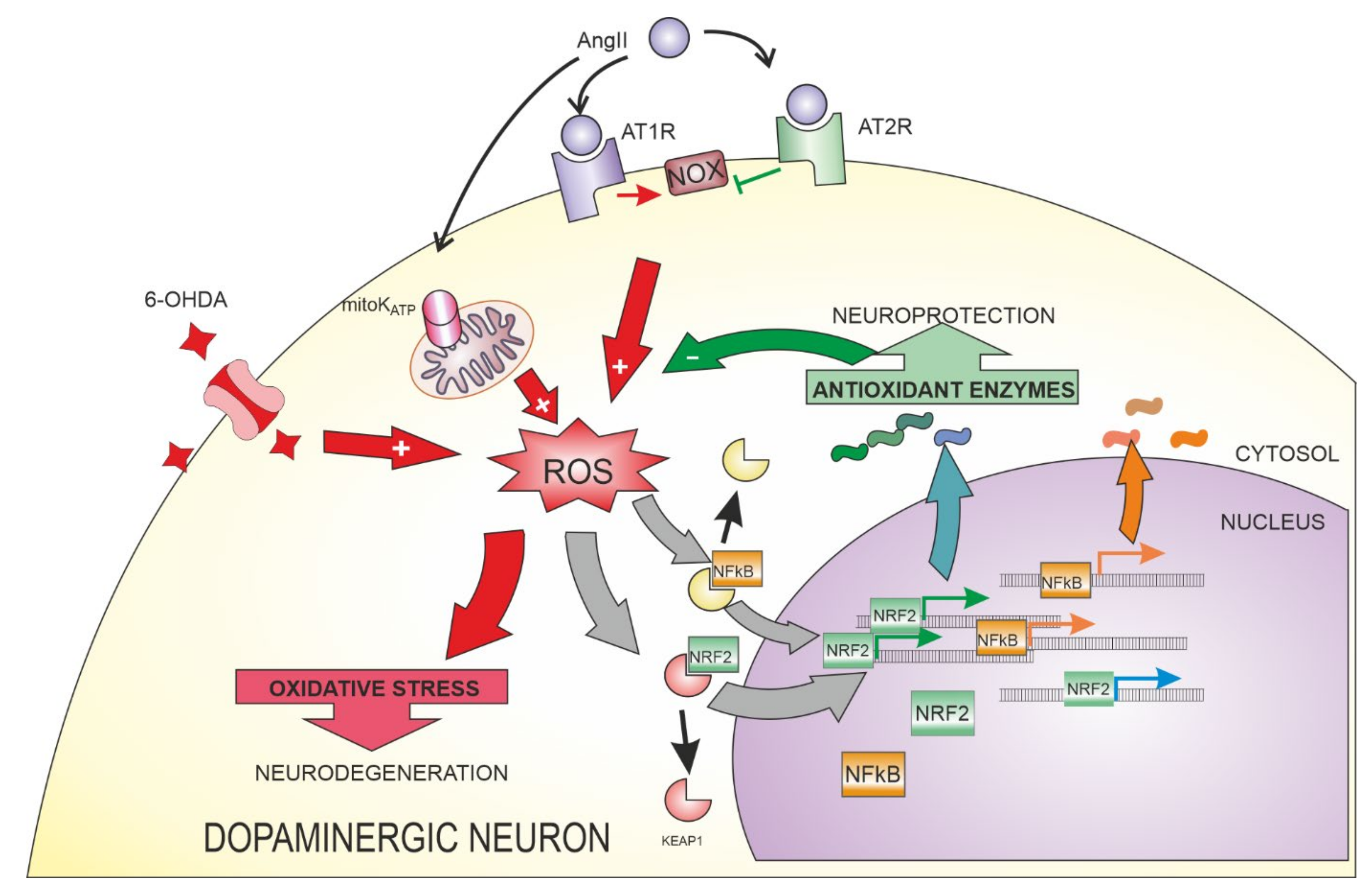 Antioxidants 10 01649 g004 Antioxidants 10 01649 g004