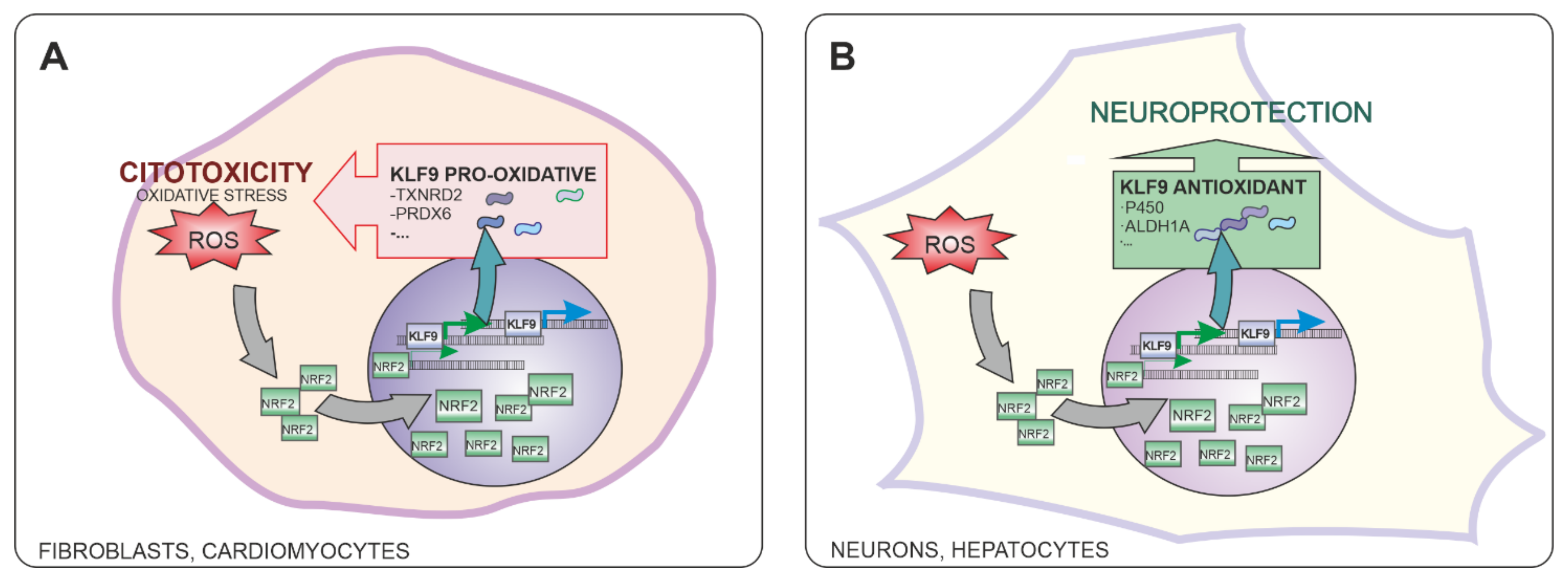 Antioxidants 10 01649 g005 Antioxidants 10 01649 g005