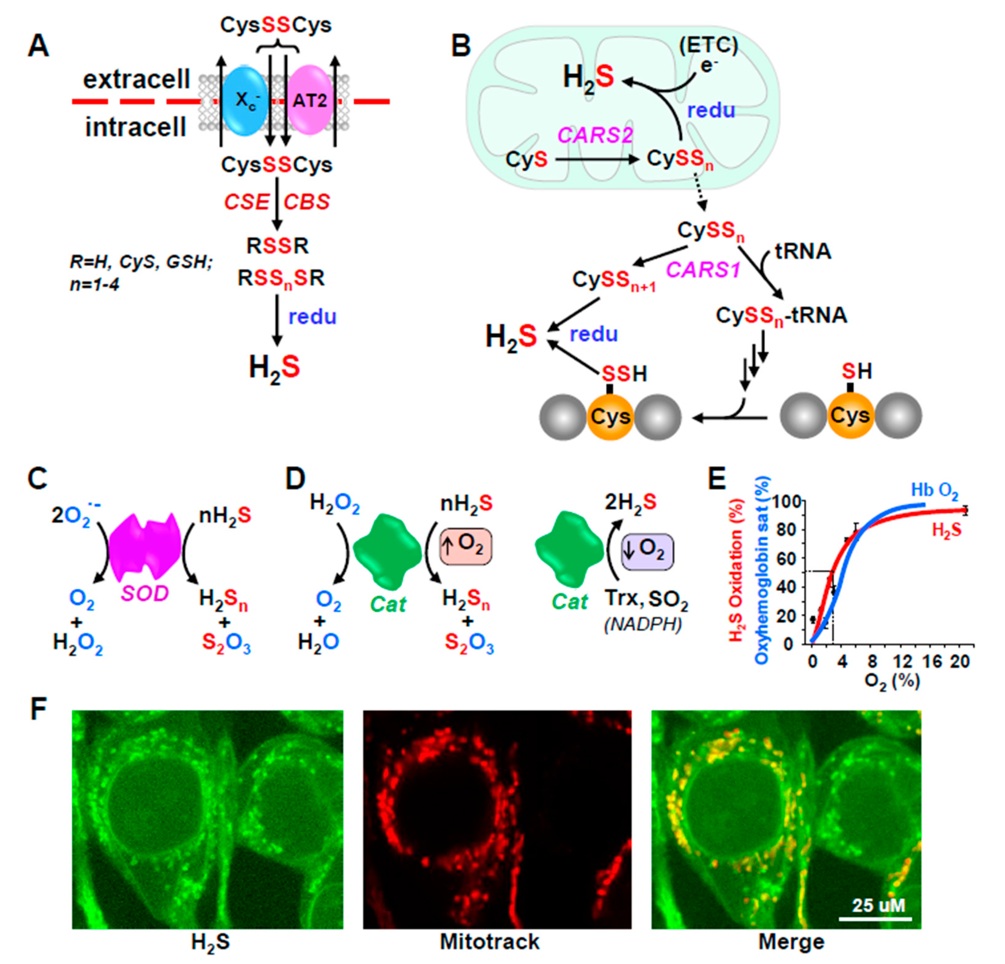 Antioxidants 10 01650 g002