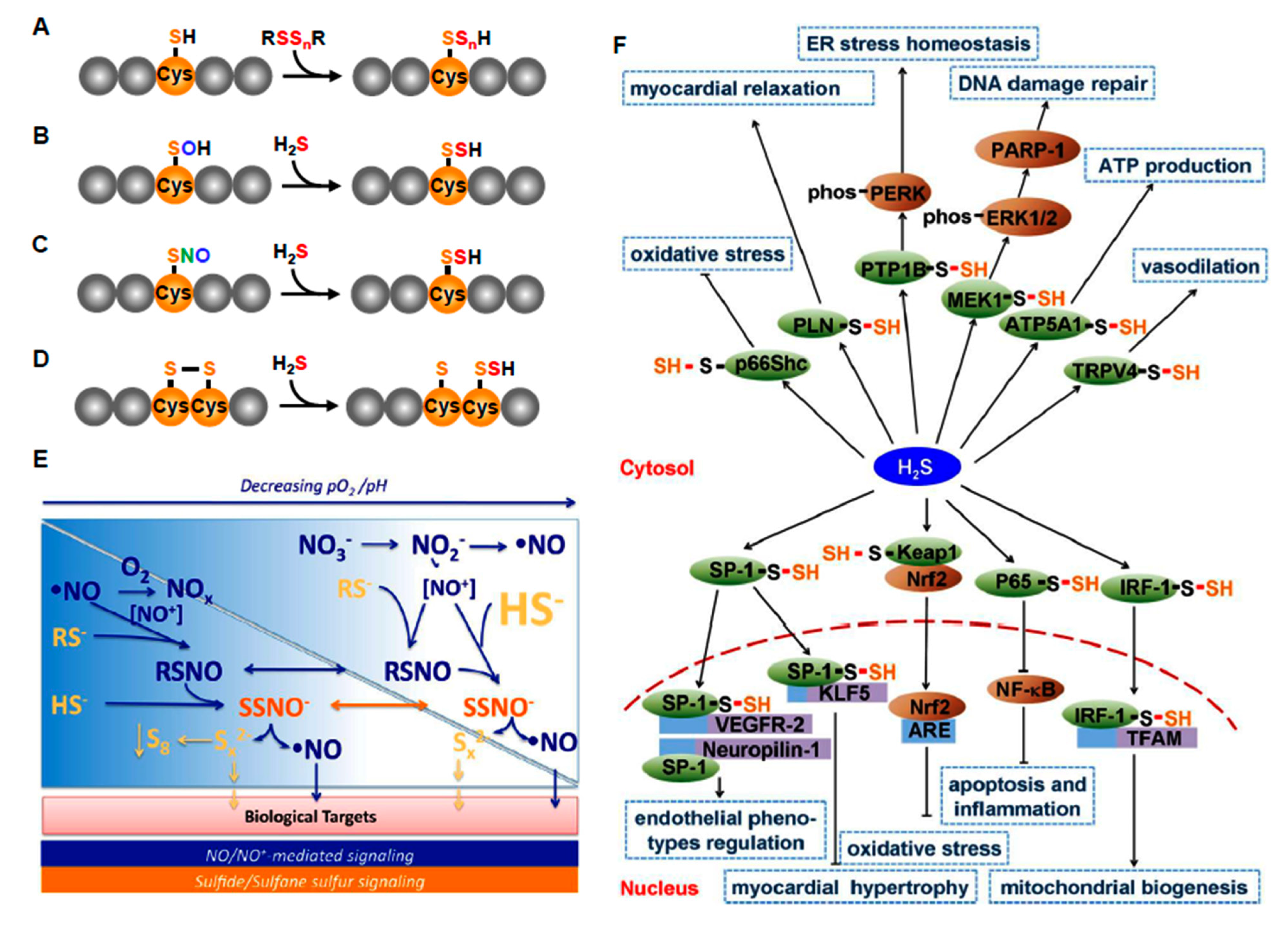 Antioxidants 10 01650 g005