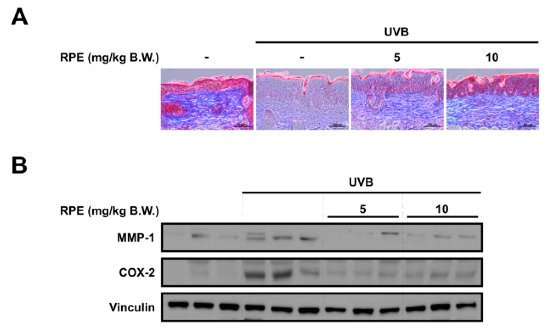 Antioxidants 10 01663 g003