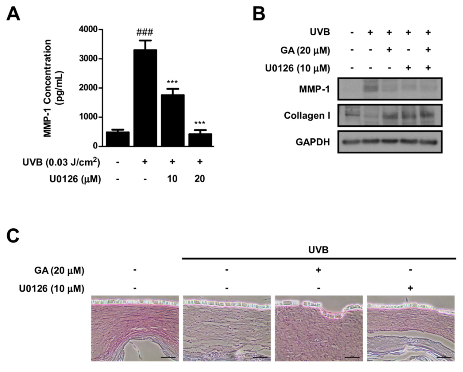 Antioxidants 10 01663 g007