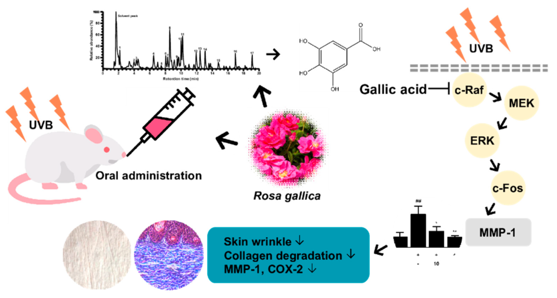 Antioxidants 10 01663 g008