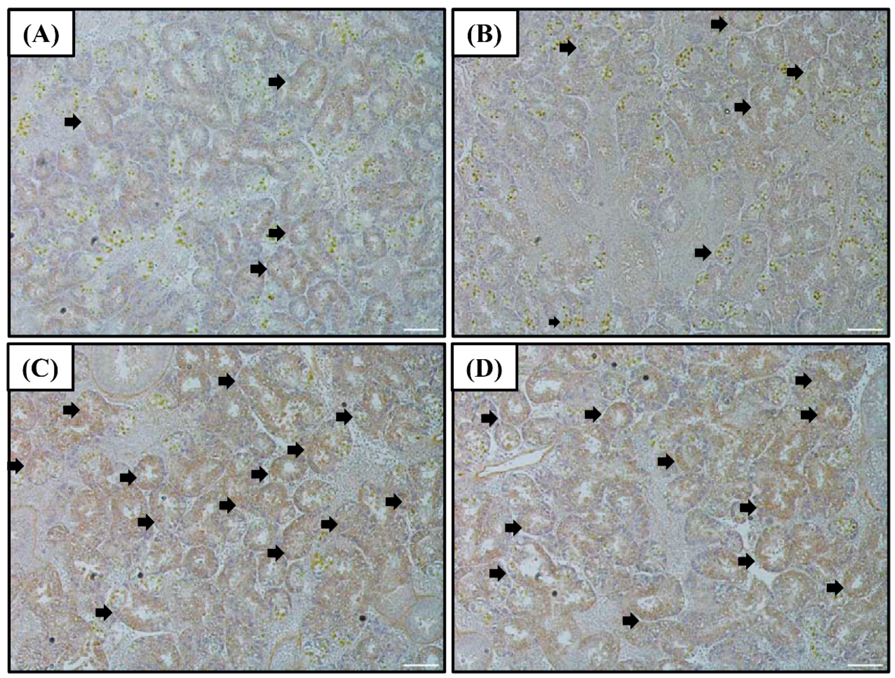 Antioxidants 10 01673 g002