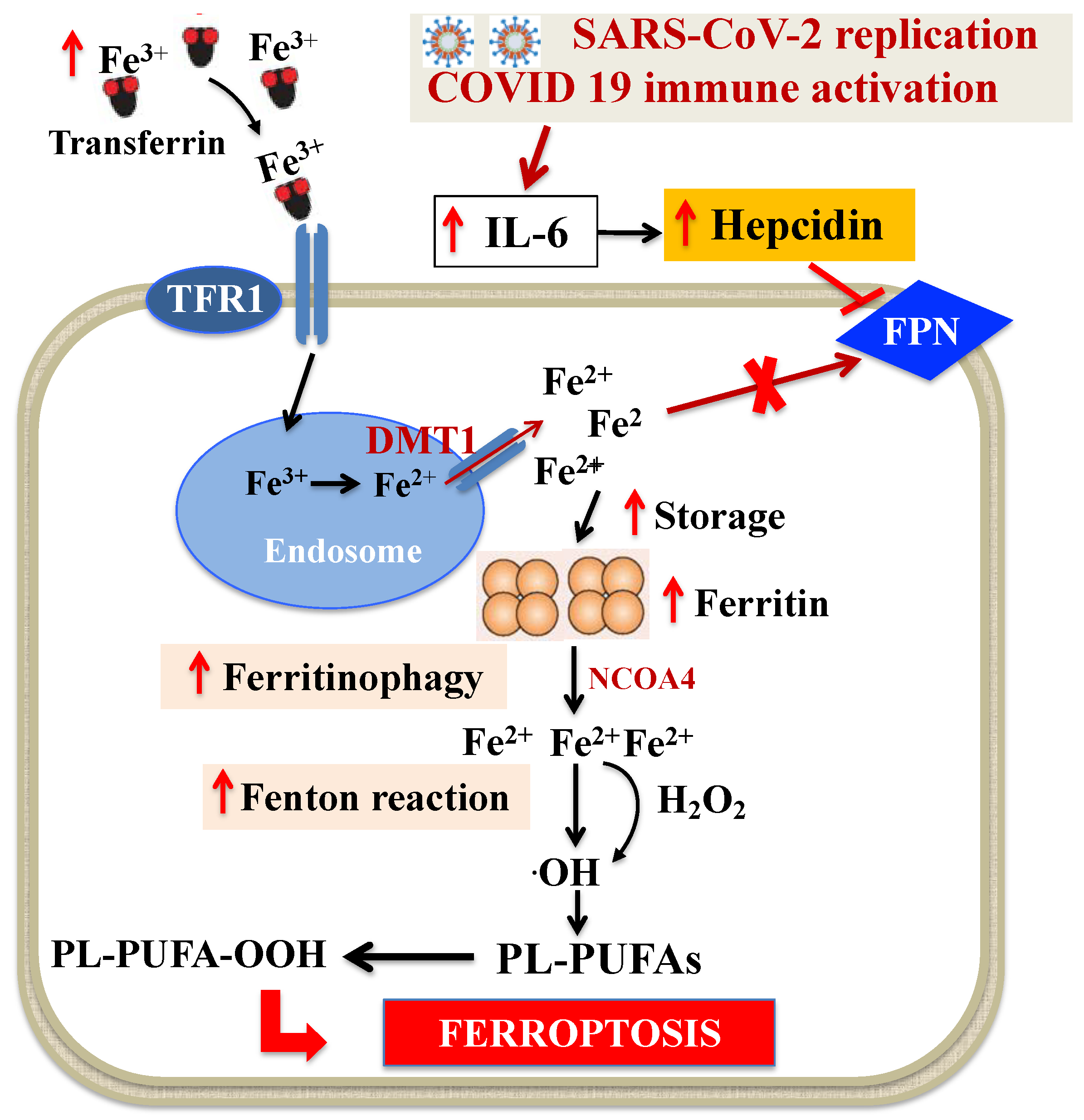 Antioxidants 10 01677 g002