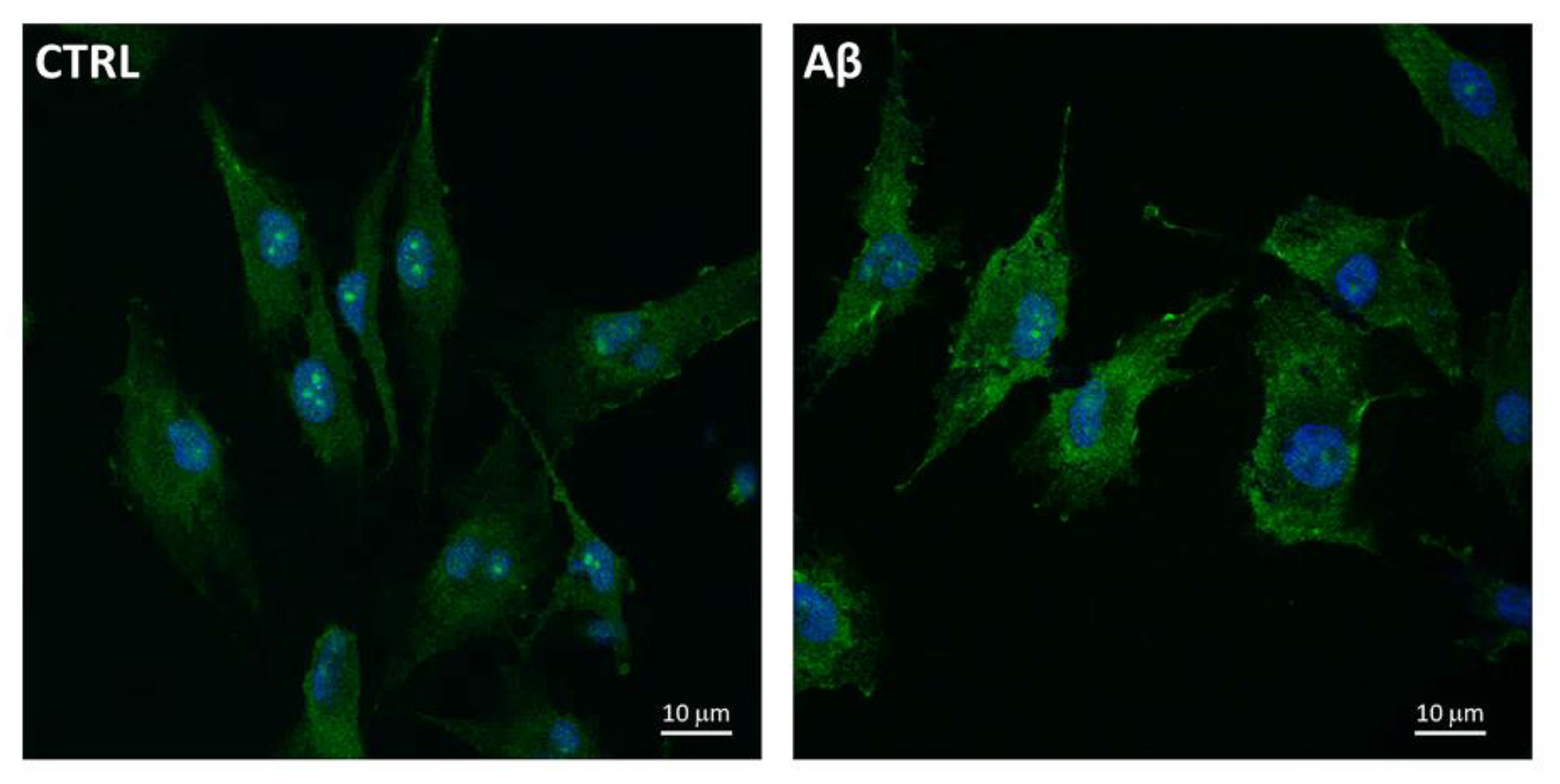 Antioxidants 10 01685 g005