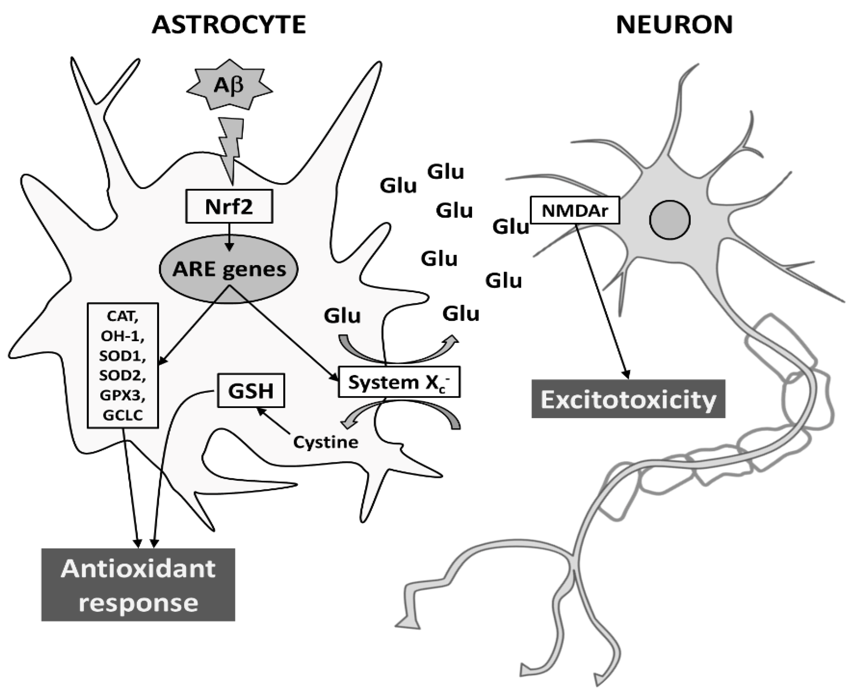 Antioxidants 10 01685 g008