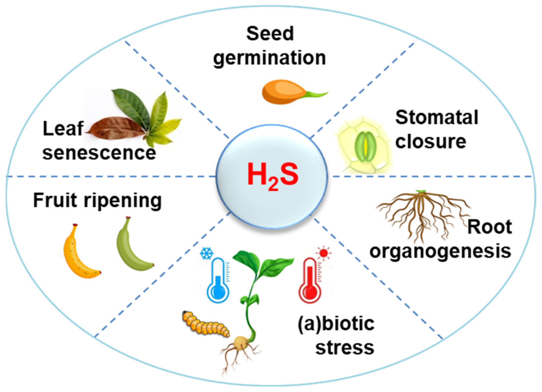 Antioxidants 10 01686 g001