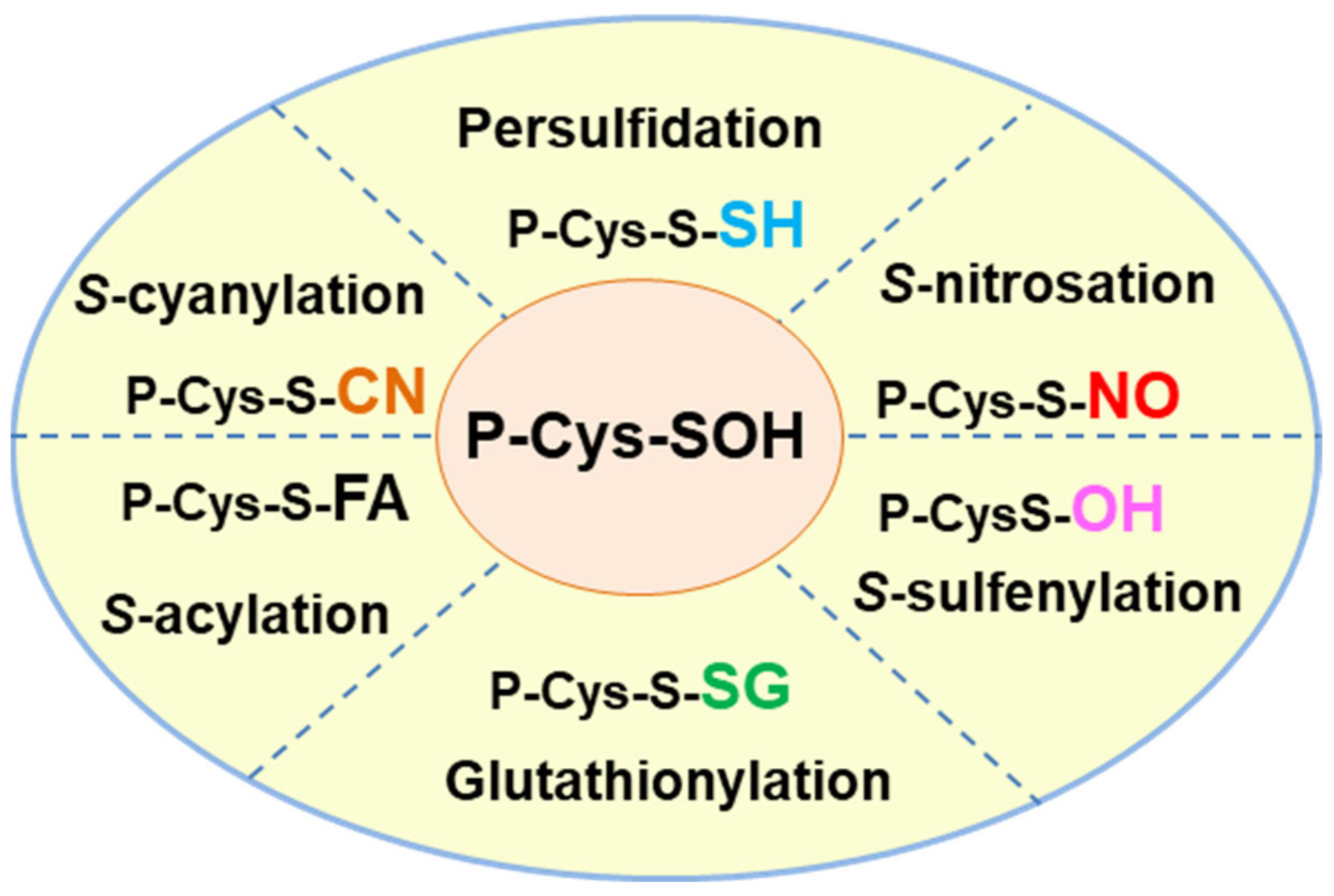Antioxidants 10 01686 g003