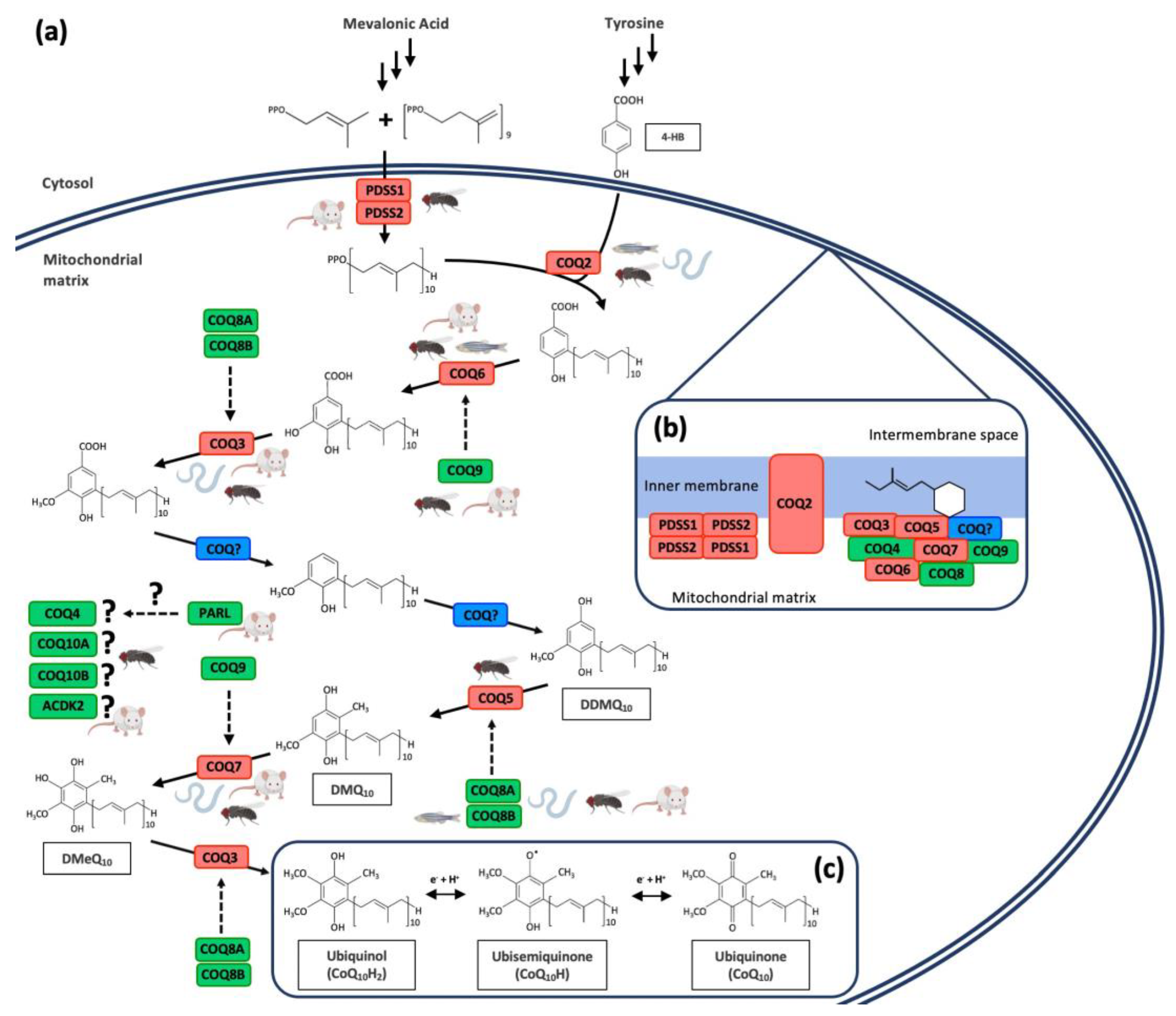 Antioxidants 10 01687 g002