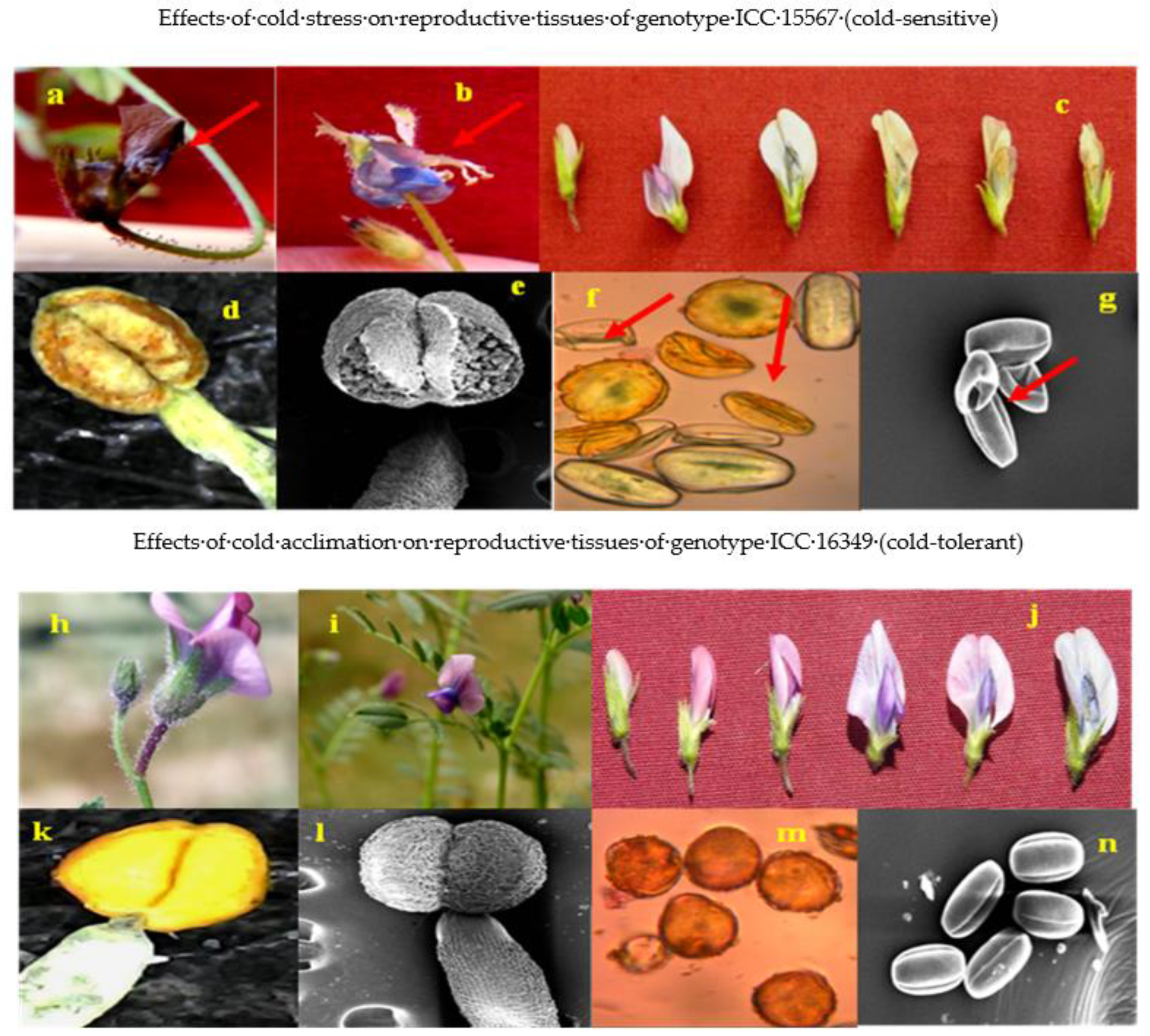 Antioxidants 10 01693 g004 Antioxidants 10 01693 g004