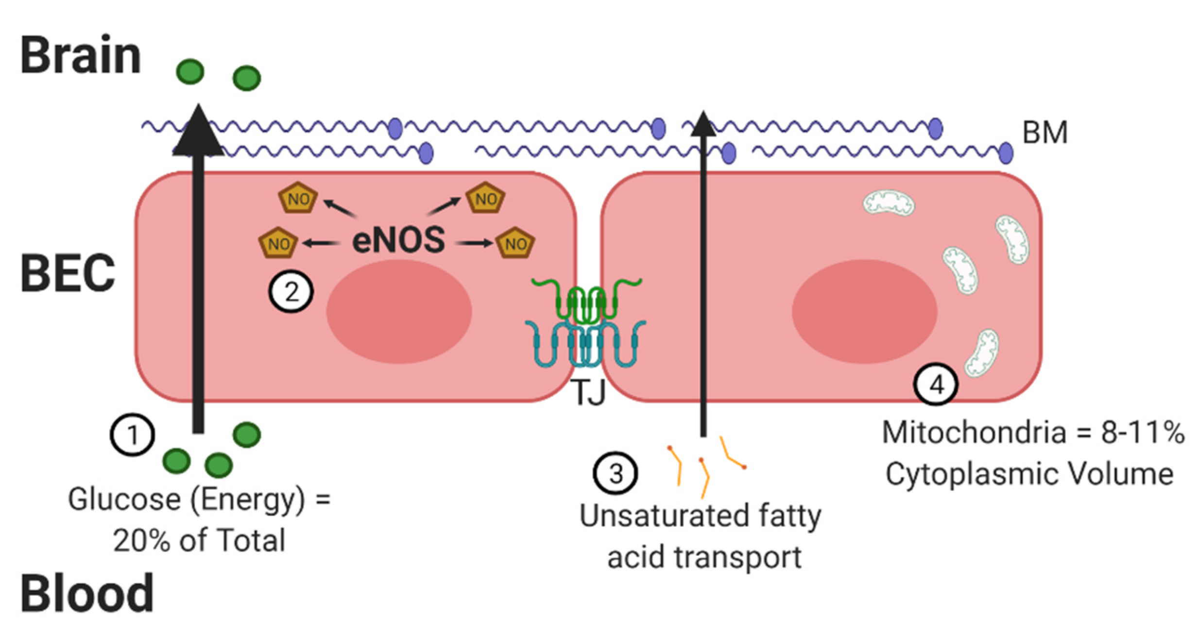 Antioxidants 10 01695 g001