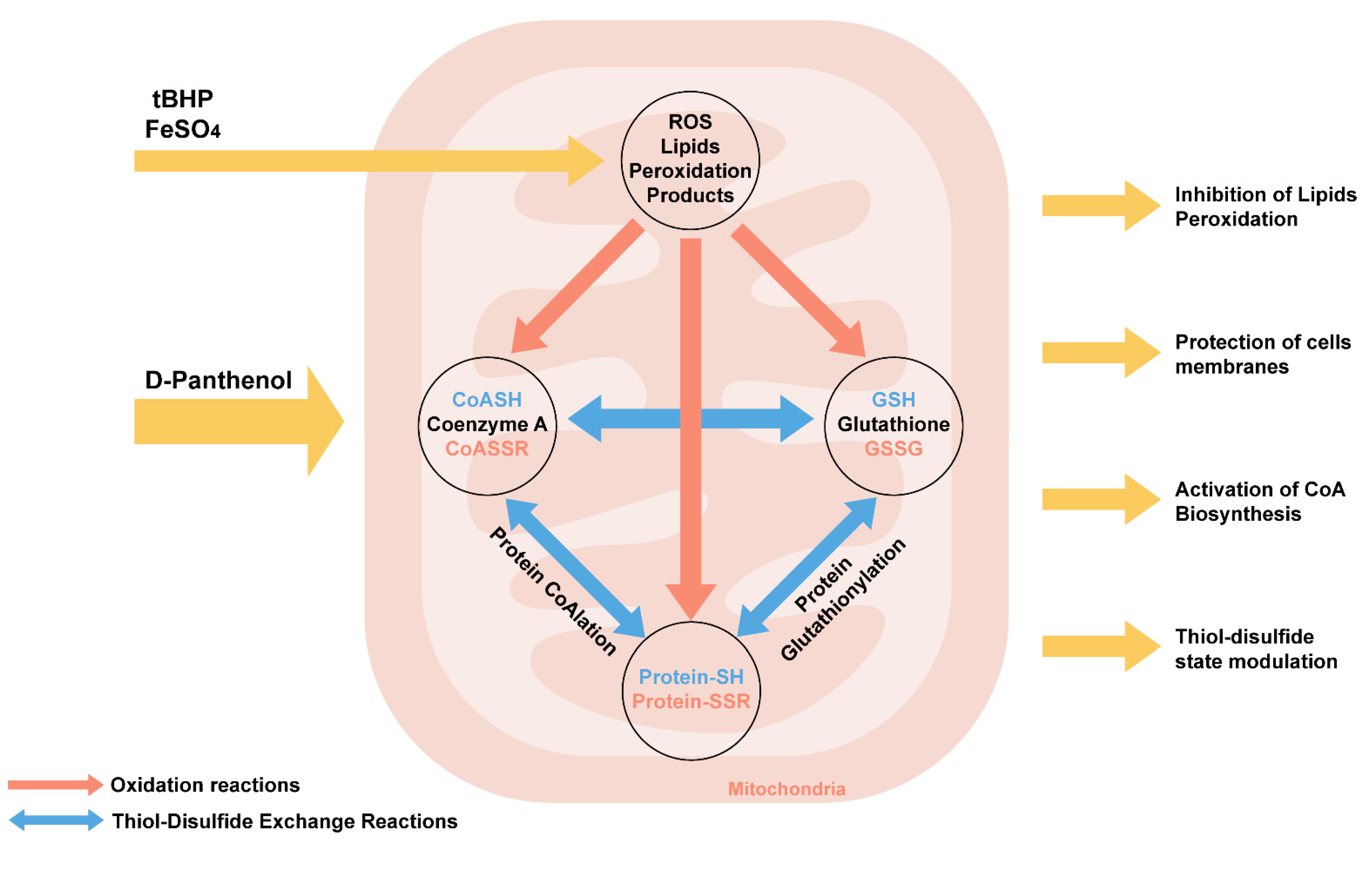 Antioxidants 10 01699 g010