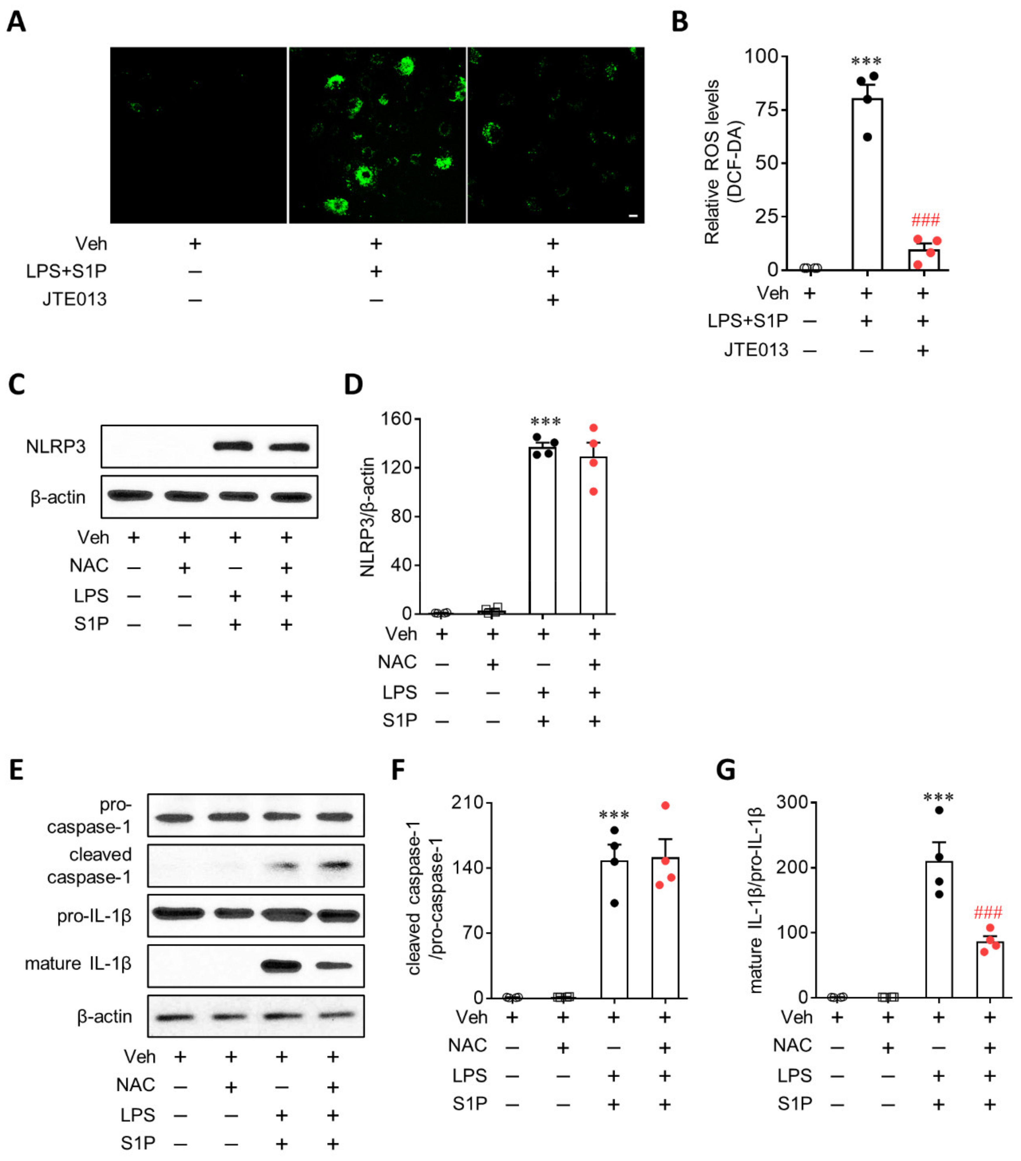Antioxidants 10 01706 g008