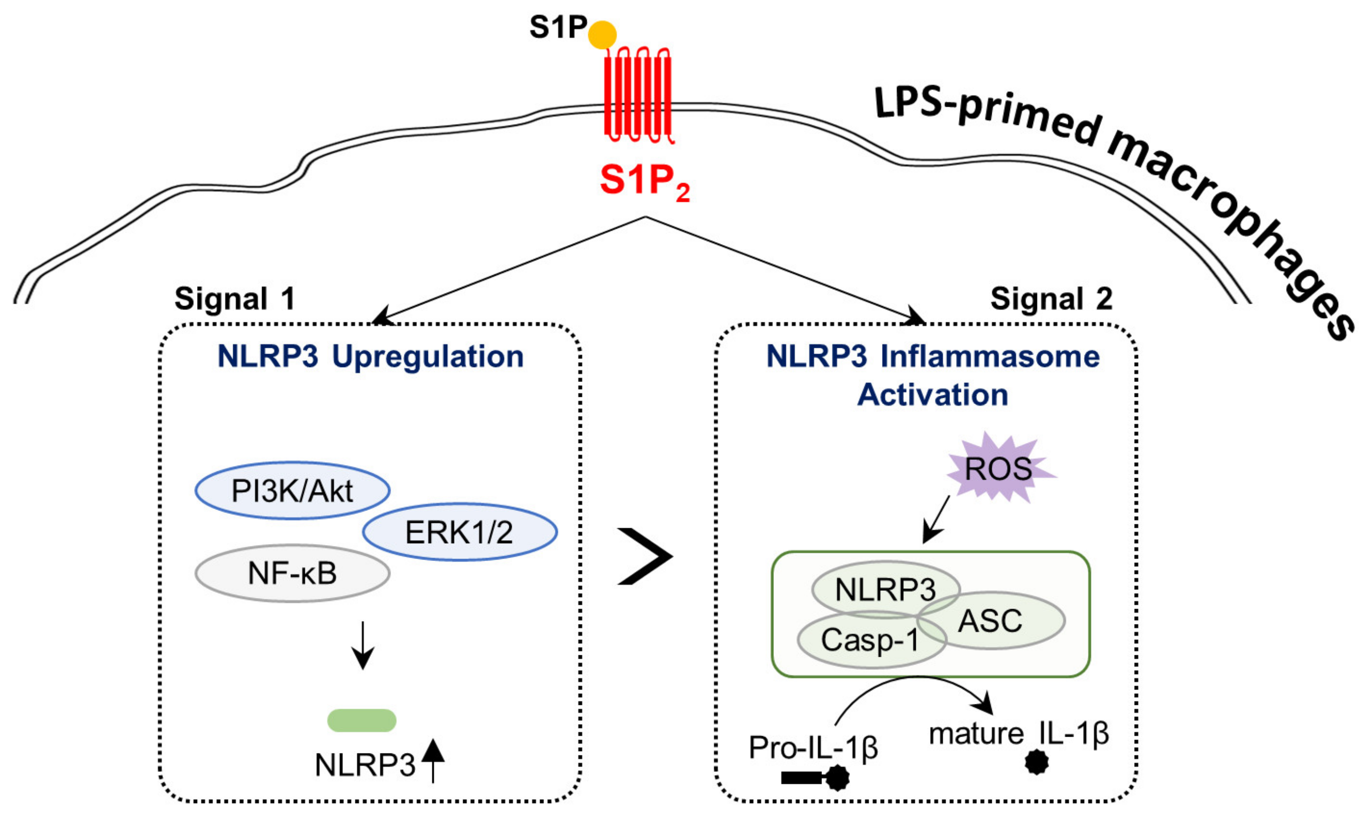 Antioxidants 10 01706 g009