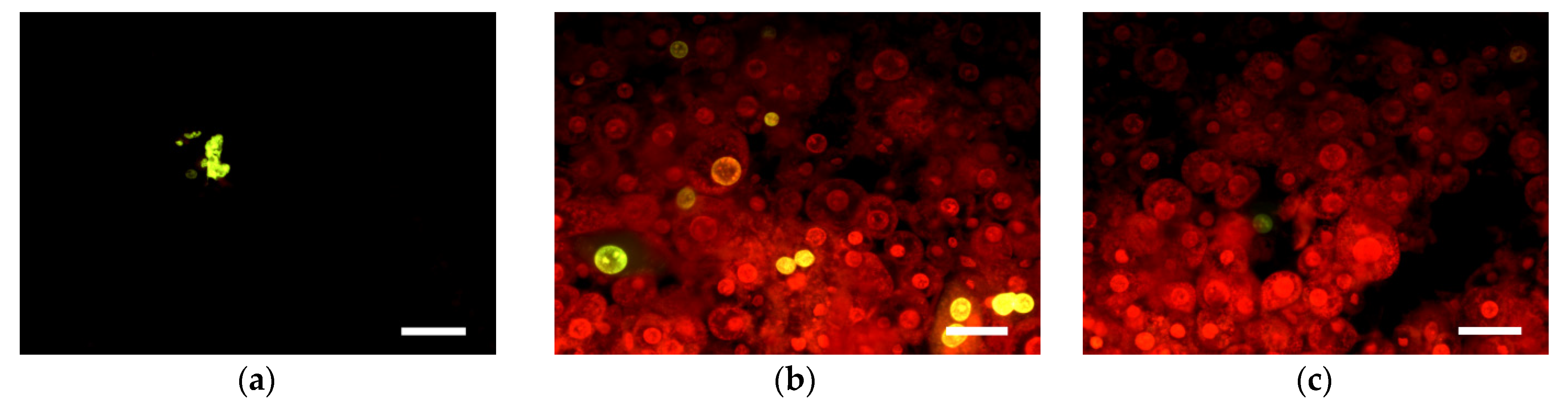 Antioxidants 10 01707 g006a