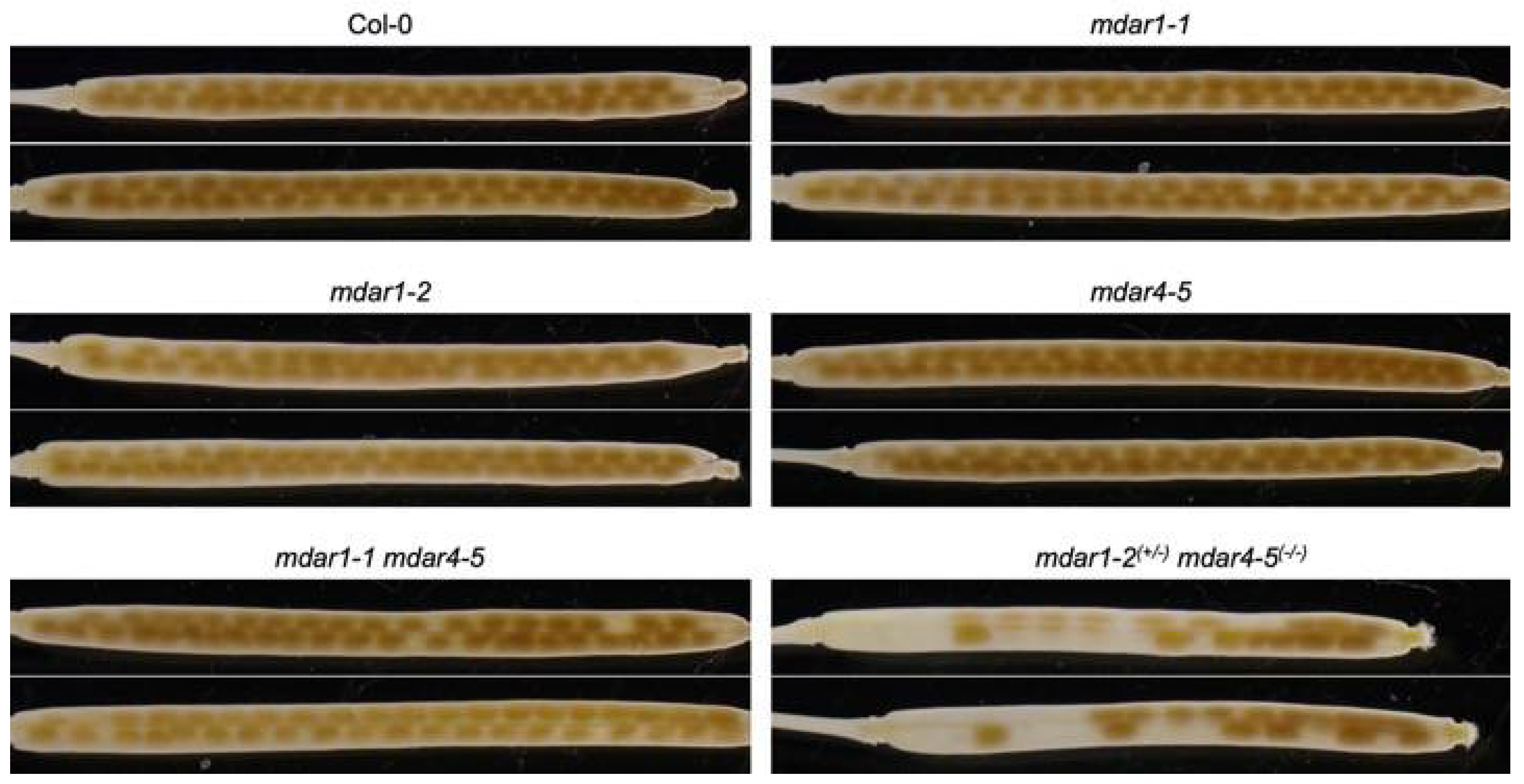 Antioxidants 10 01726 g005