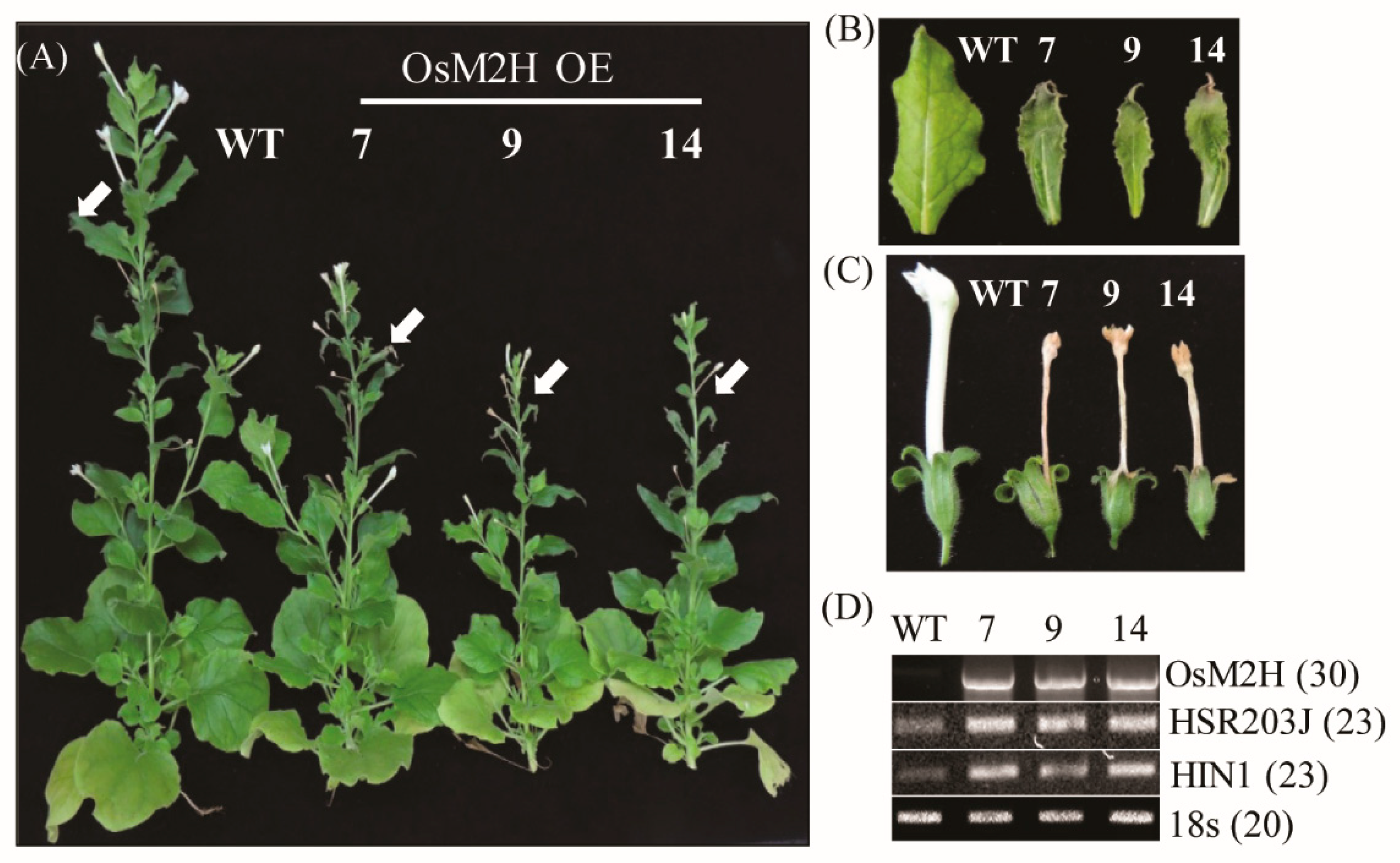 Antioxidants 10 01728 g001 Antioxidants 10 01728 g001