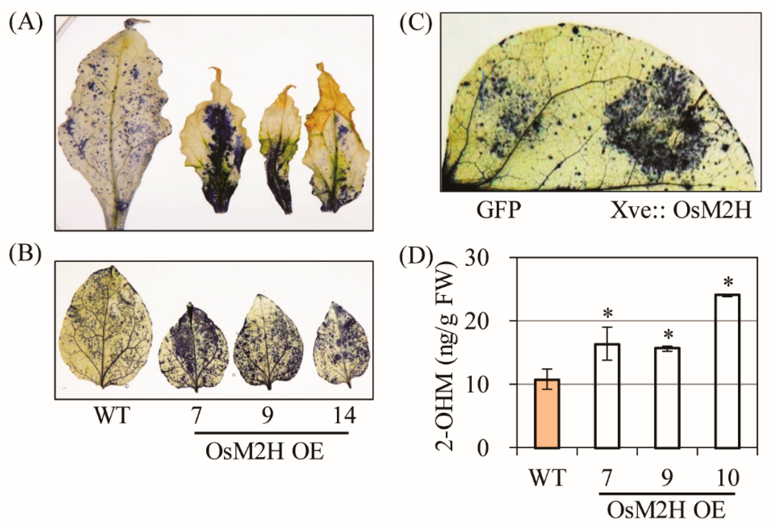 Antioxidants 10 01728 g002 Antioxidants 10 01728 g002