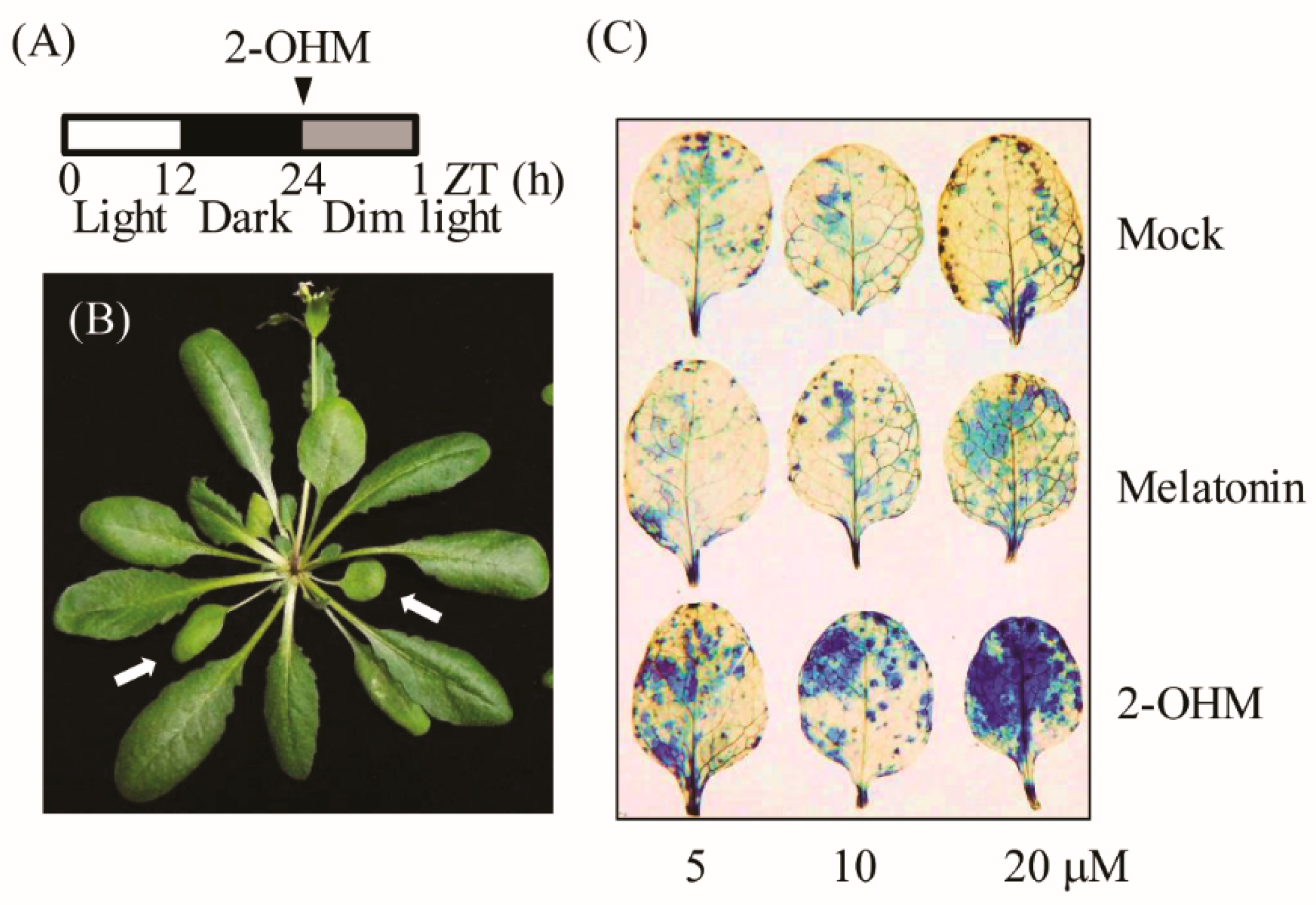 Antioxidants 10 01728 g003 Antioxidants 10 01728 g003