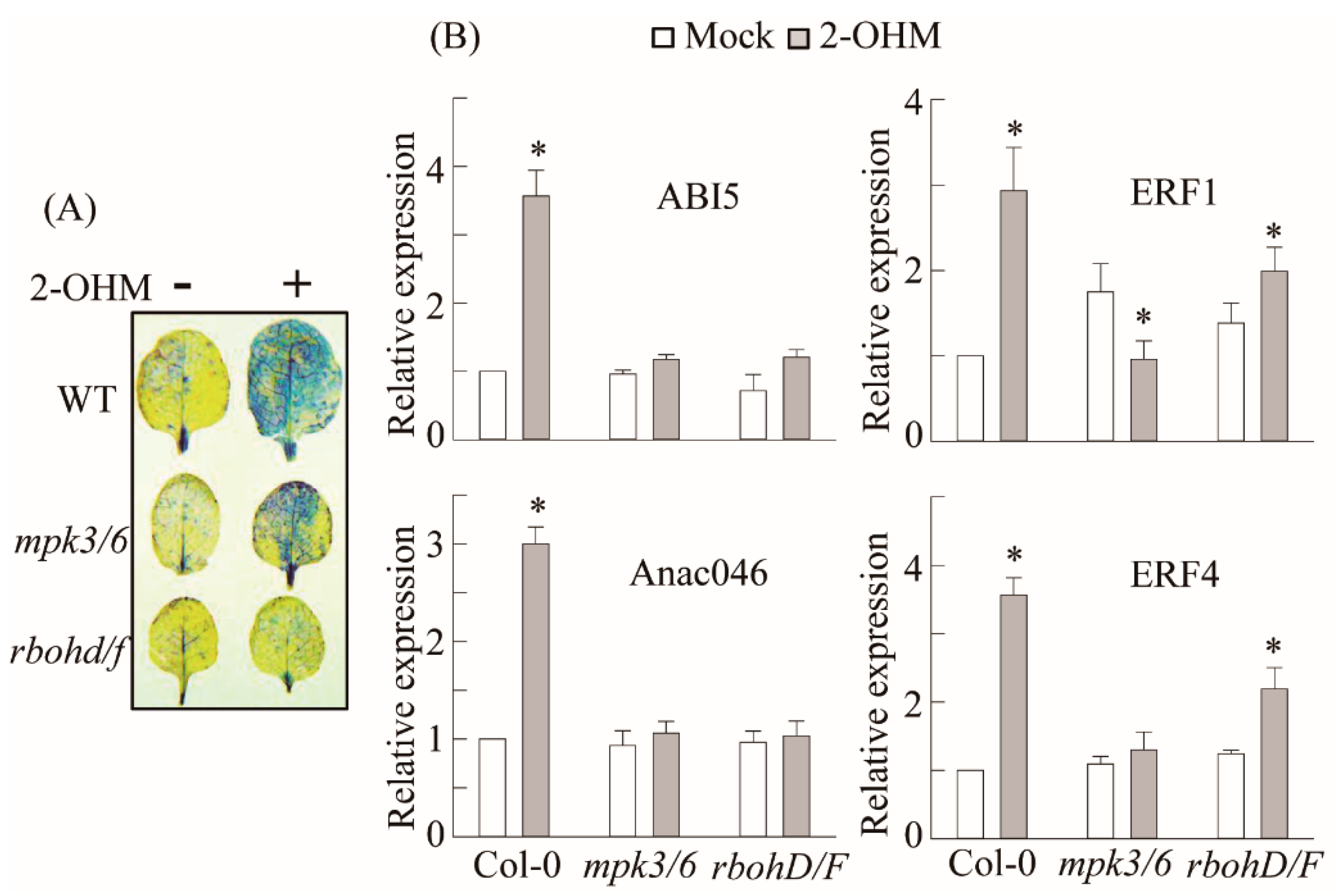 Antioxidants 10 01728 g006 Antioxidants 10 01728 g006
