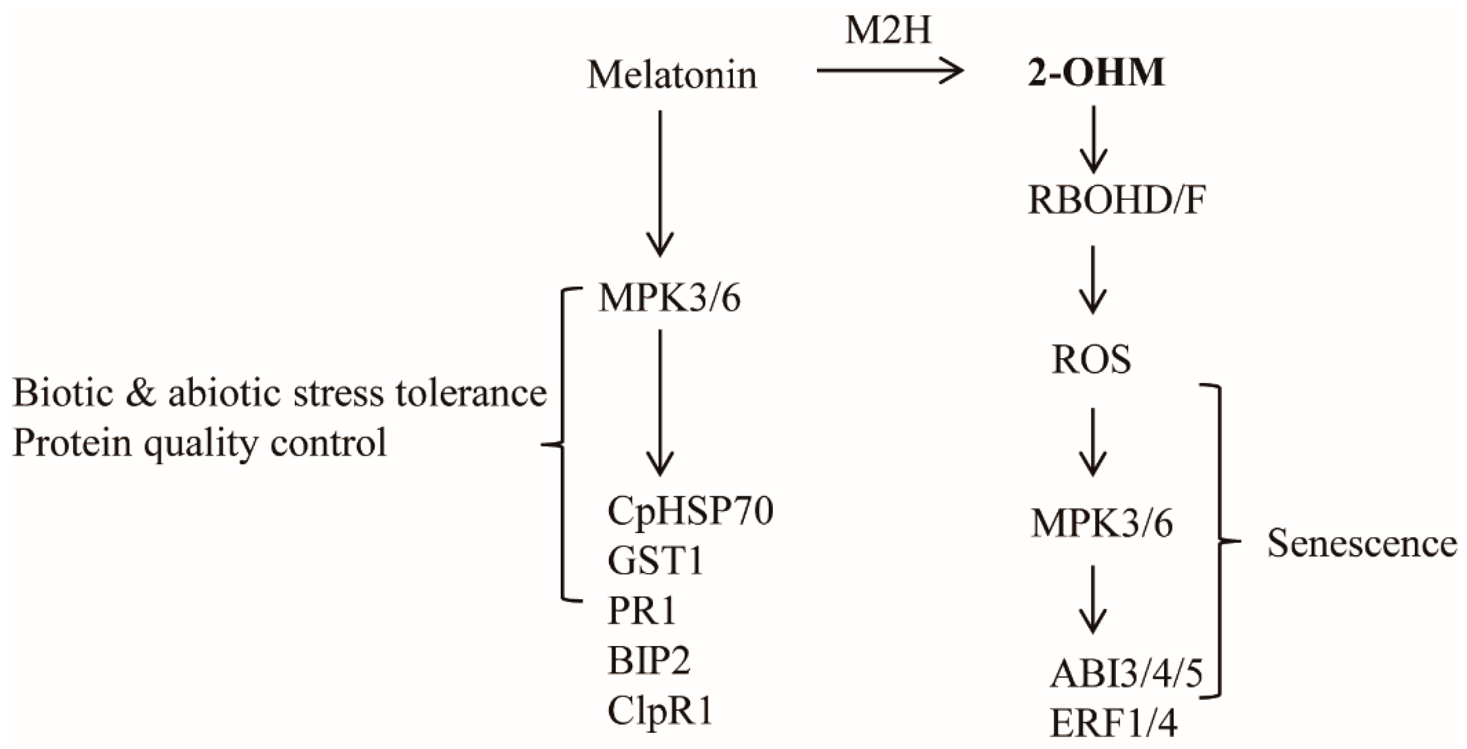 Antioxidants 10 01728 g008 Antioxidants 10 01728 g008