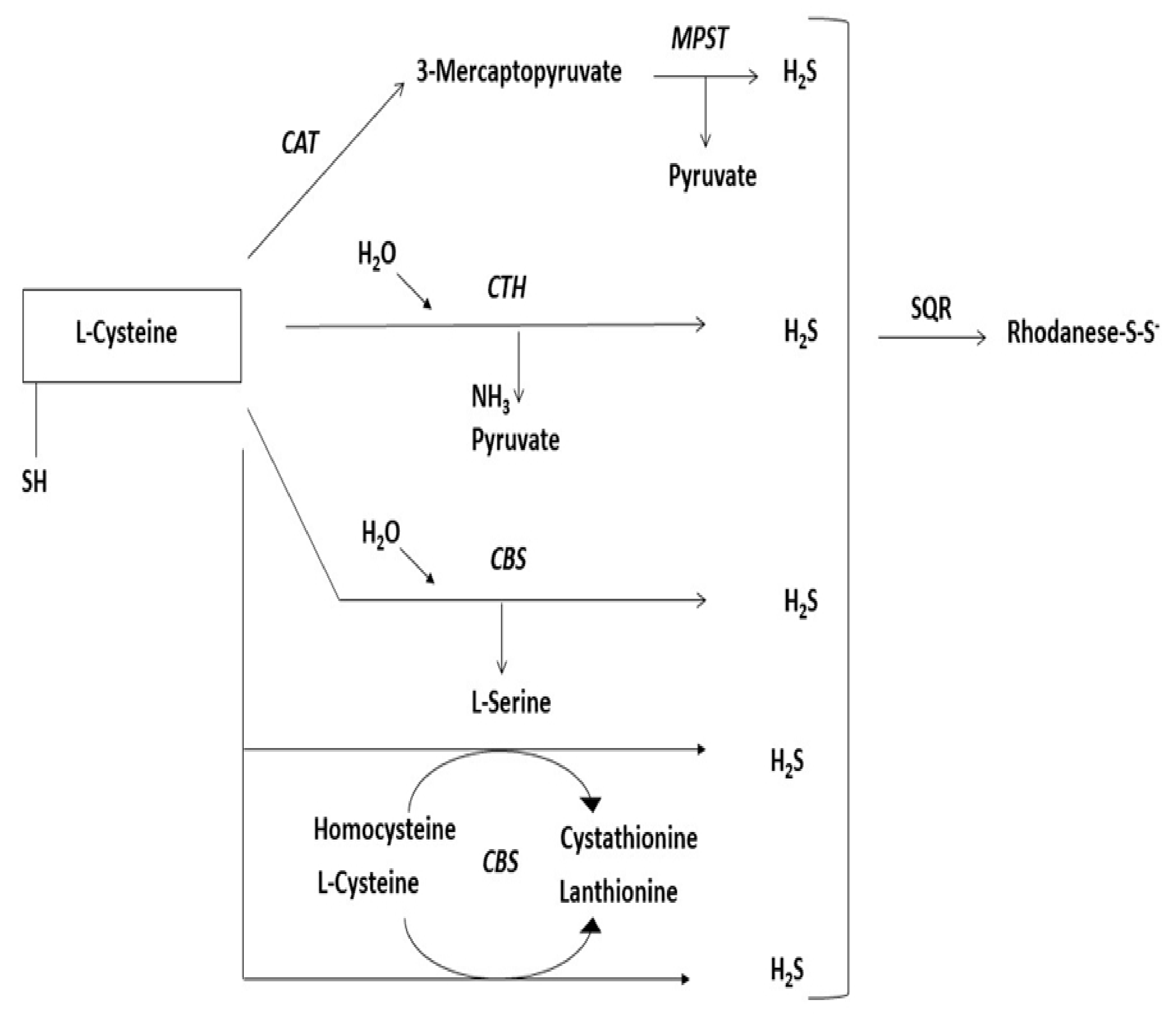 Antioxidants 10 01738 g006