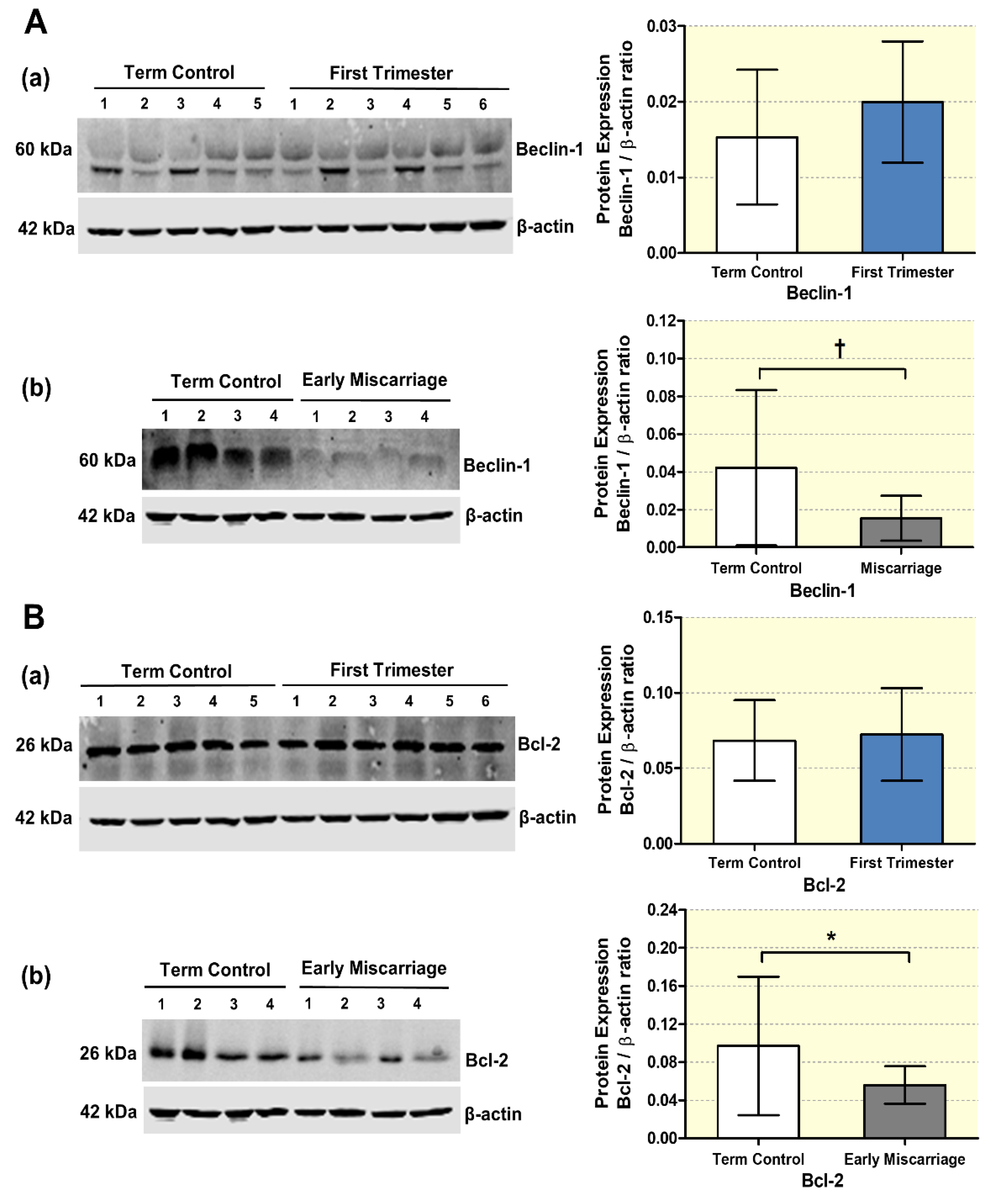 Antioxidants 10 01742 g003