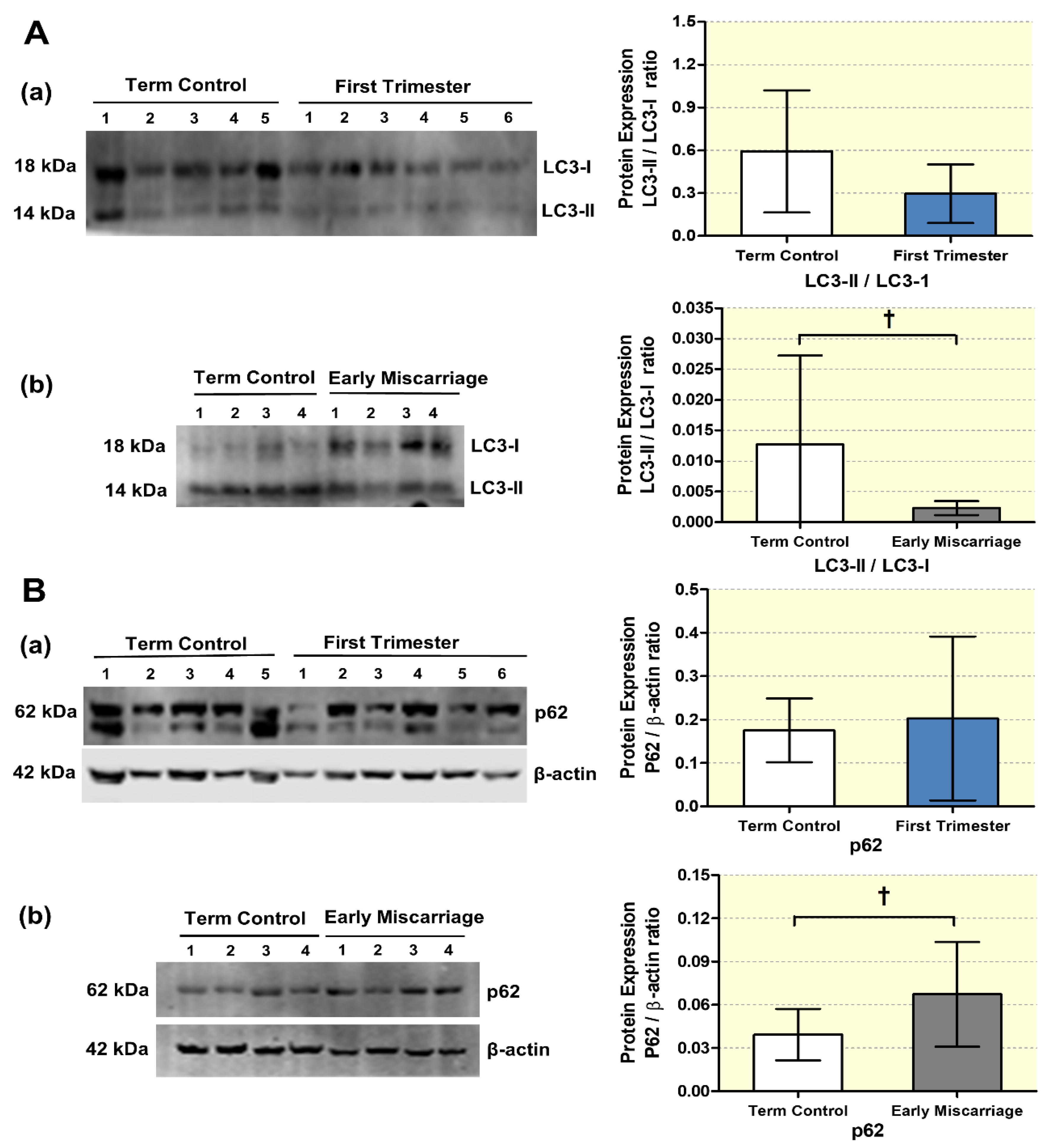 Antioxidants 10 01742 g004