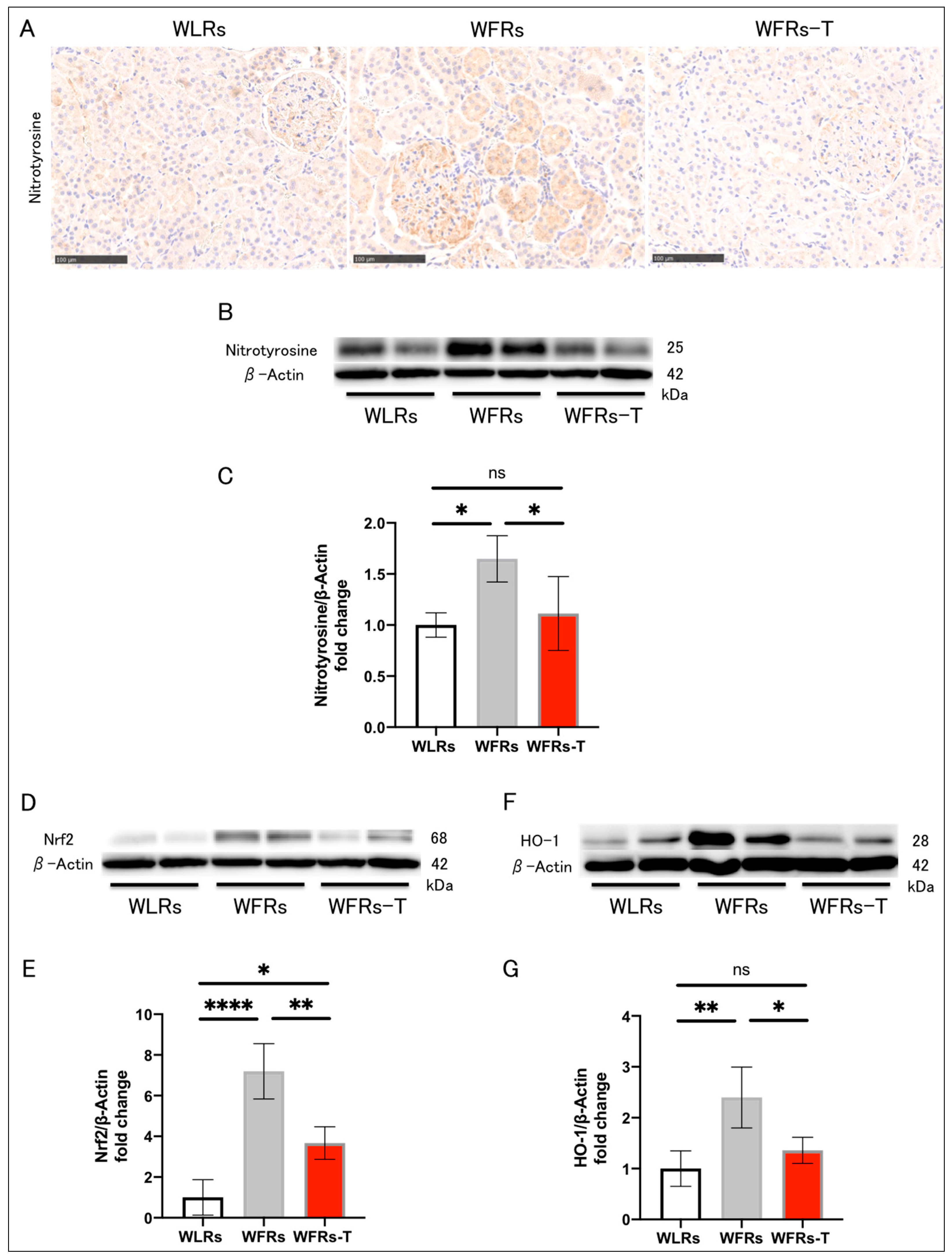 Antioxidants 10 01754 g004
