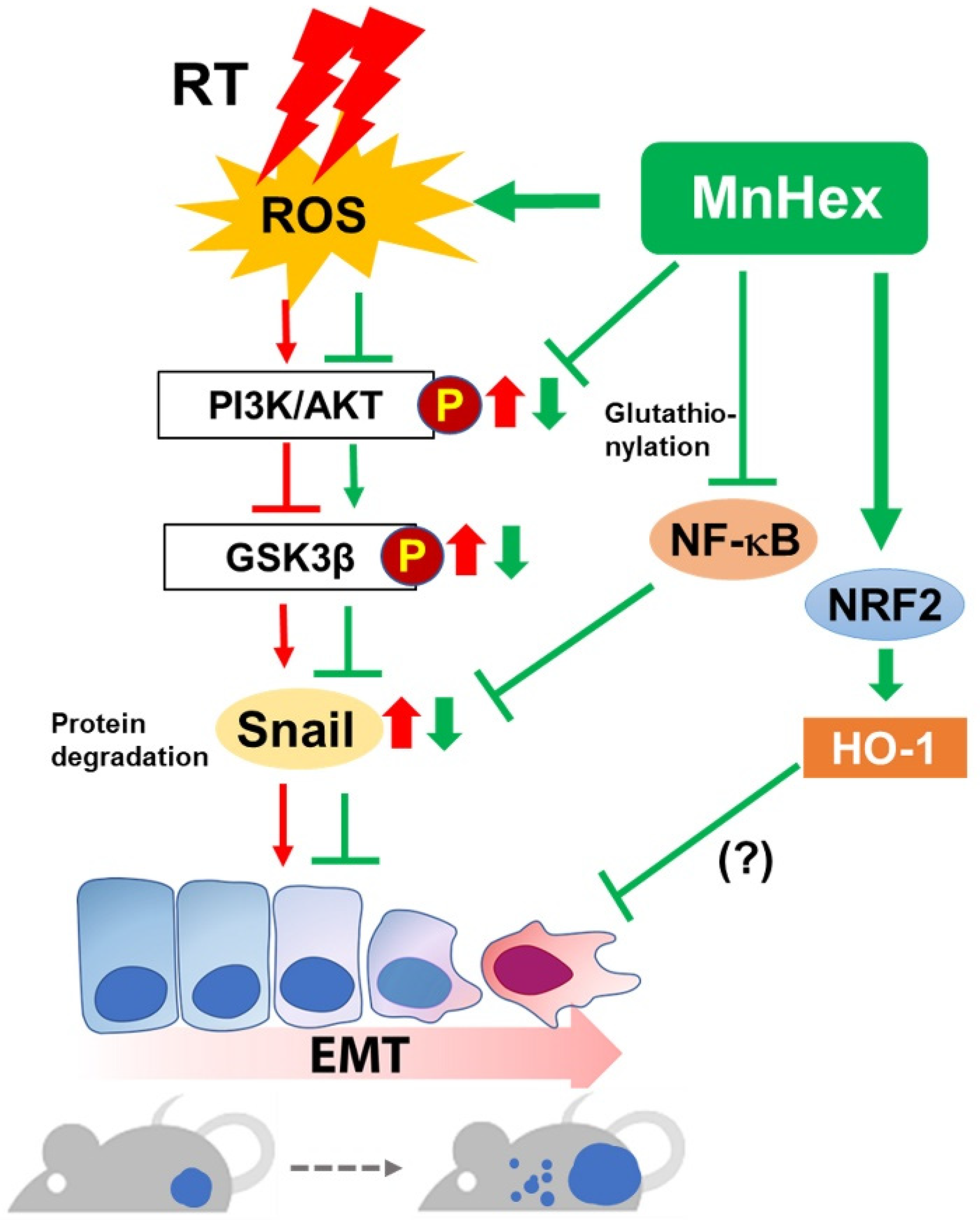 Antioxidants 10 01769 g008