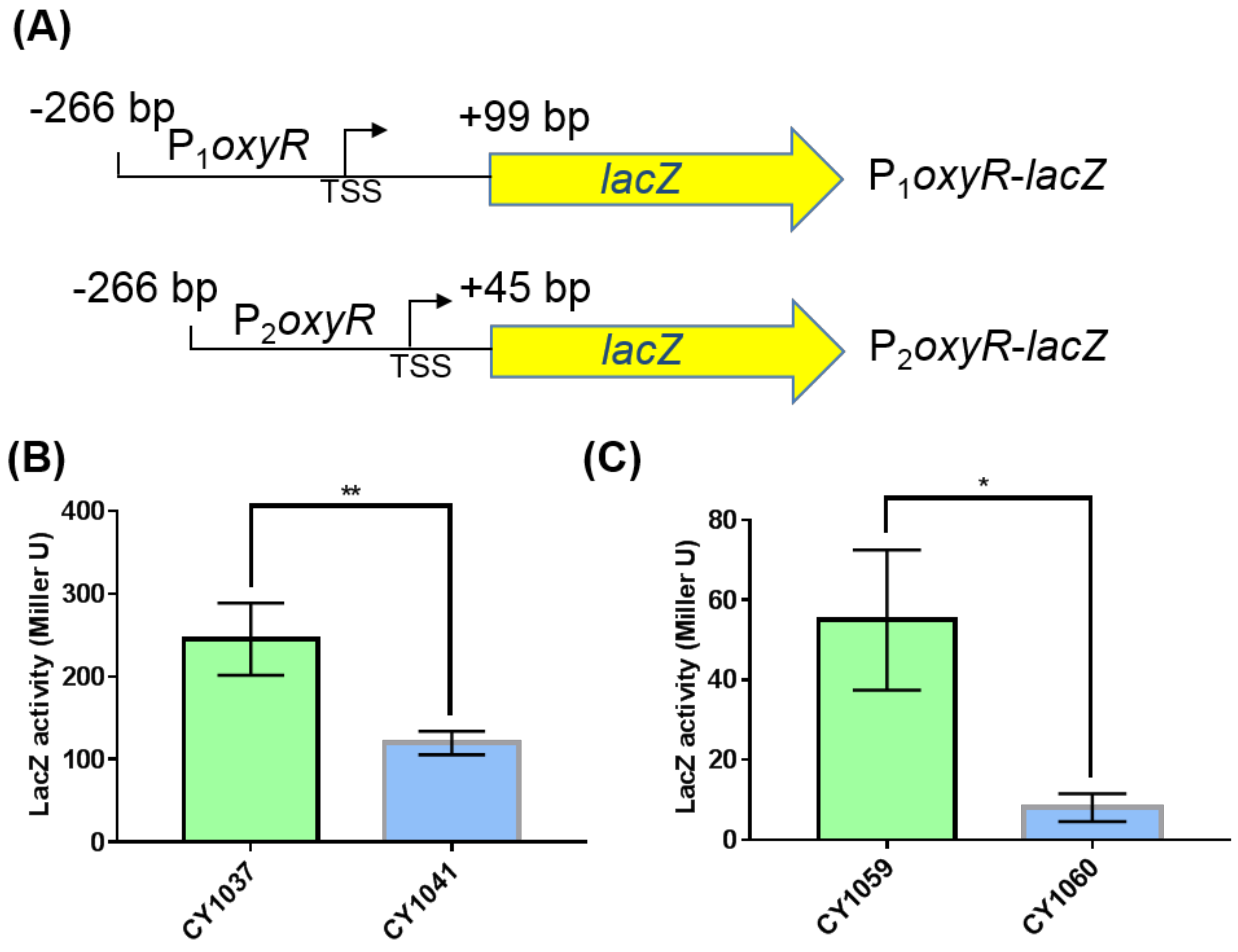 Antioxidants 10 01774 g004