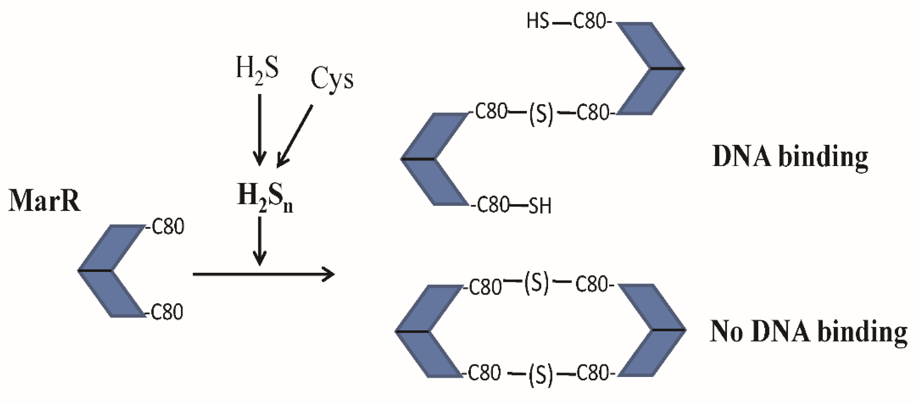 Antioxidants 10 01778 g005