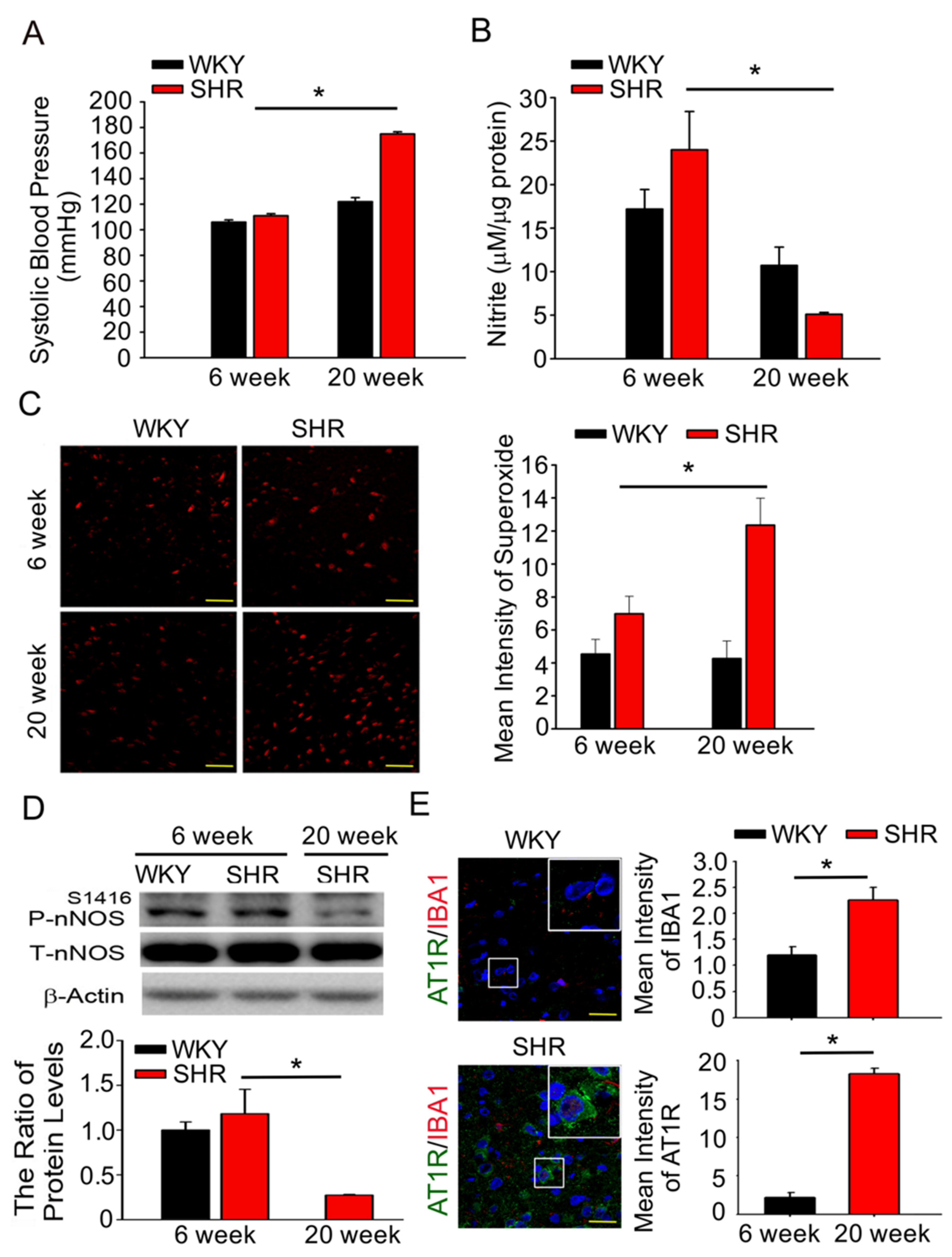 Antioxidants 10 01784 g001