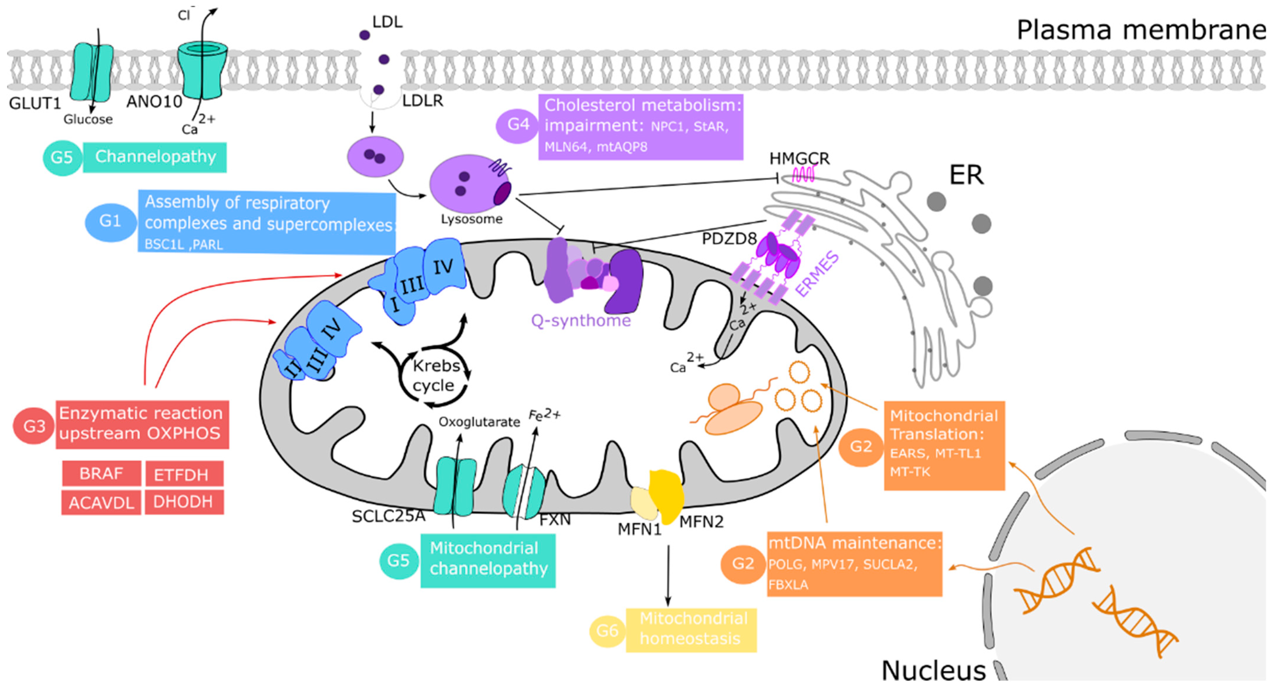 Antioxidants 10 01785 g002